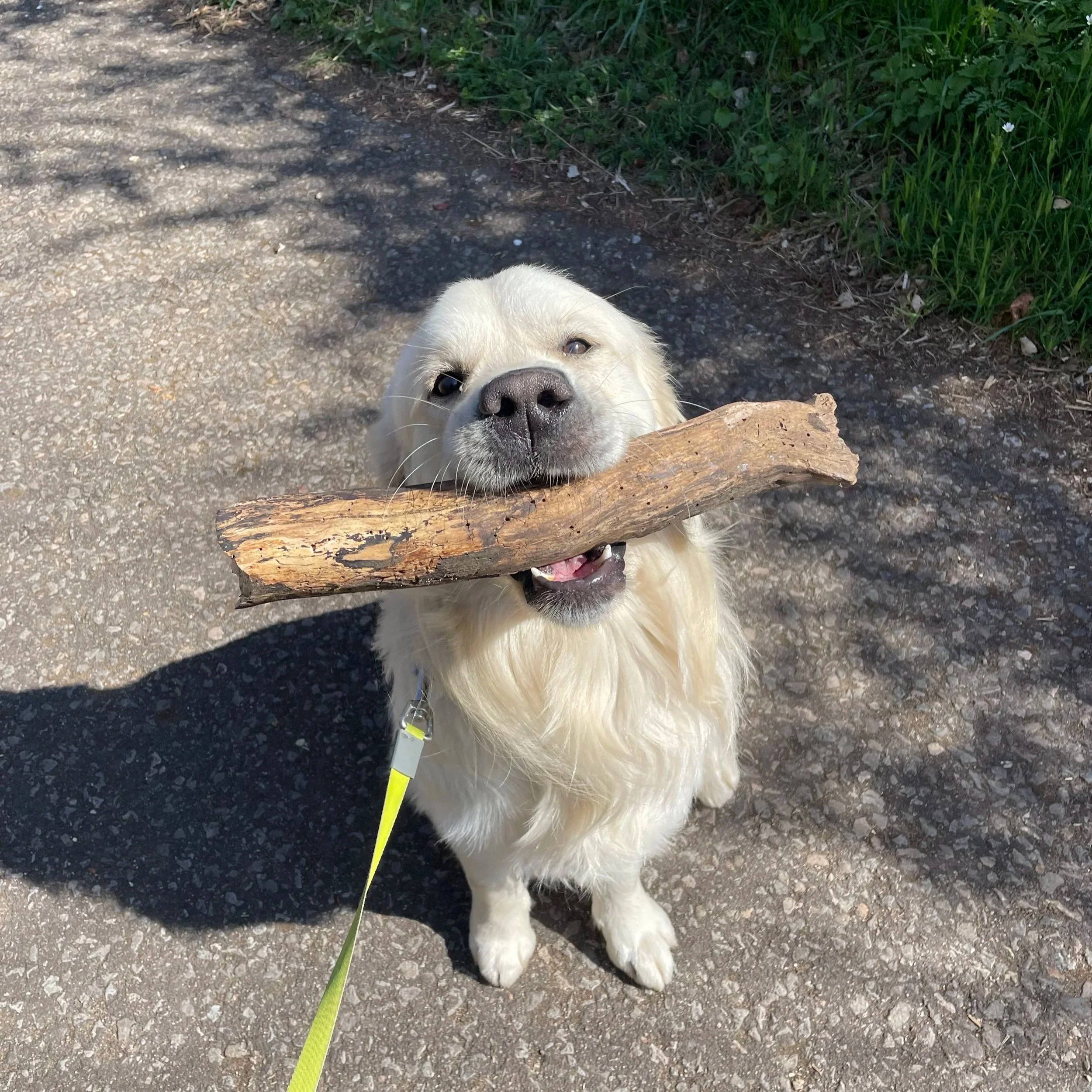 A happy golden retriever holding a large stick in its mouth while sitting on a gravel path outdoors.