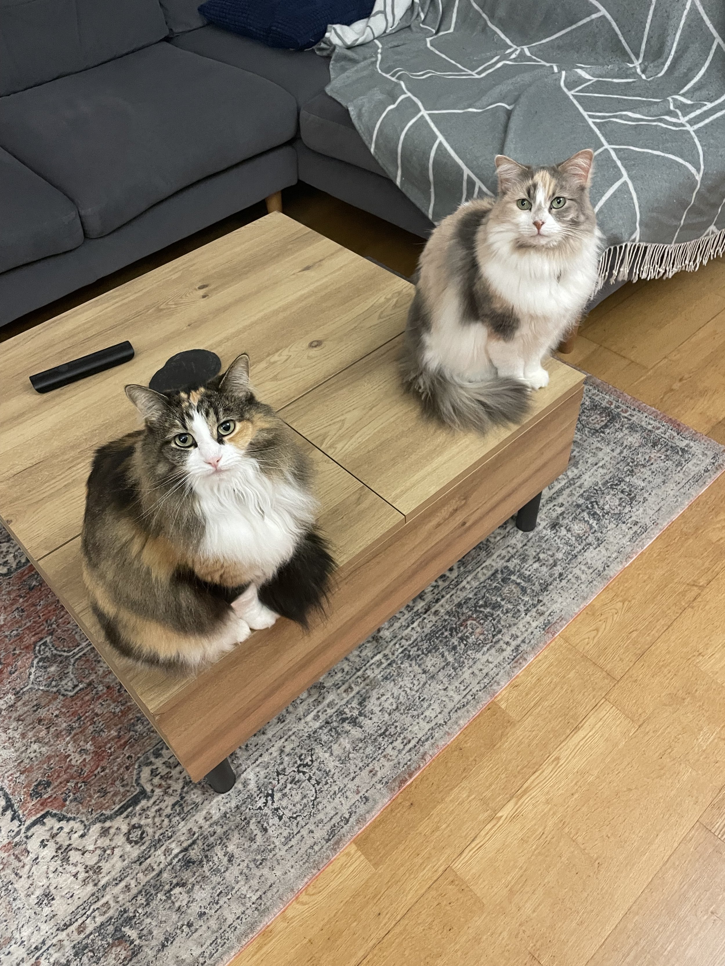 Two fluffy cats sitting on a wooden coffee table in a living room, with a gray sofa and a blanket in the background.