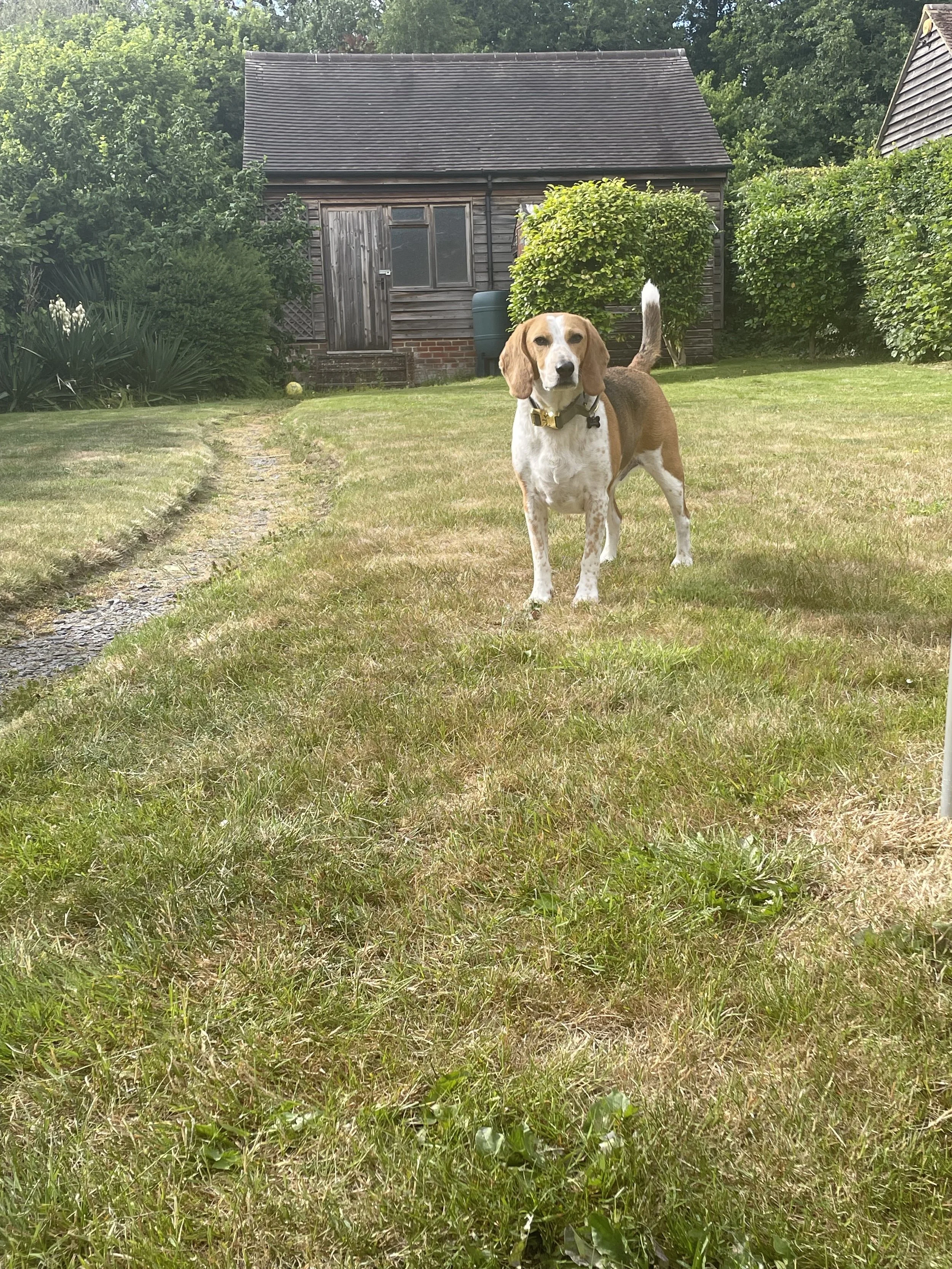 A beagle dog standing on a grassy lawn, facing the camera, with a rustic wooden shed and lush green bushes in the background.