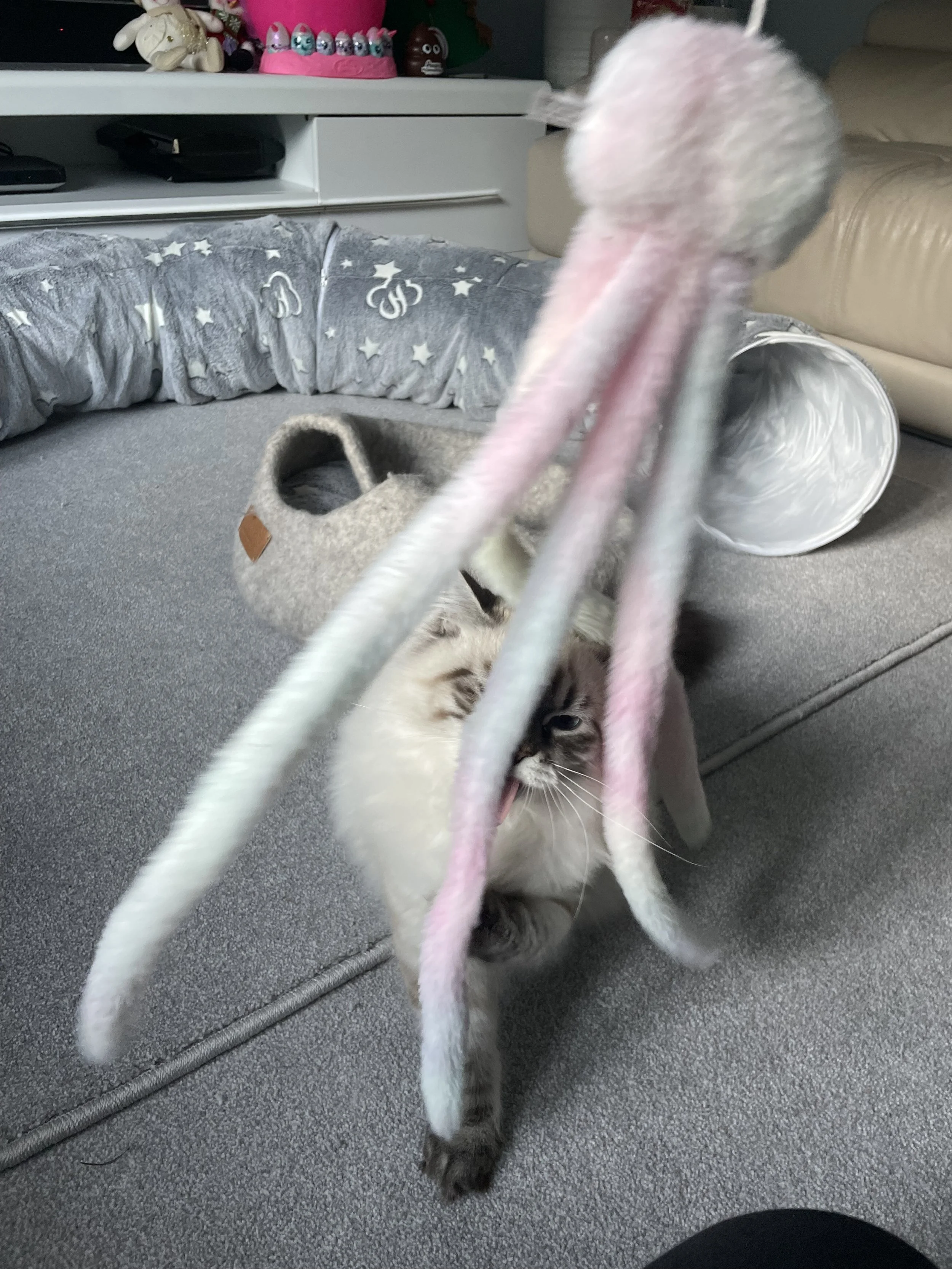 A fluffy Siamese kitten playing with hanging pink and white yarn strings hanging from a white string or object in a living room. The kitten is near a round gray pet bed, a beige couch and a white cabinet with decorative items on top, including stuffe