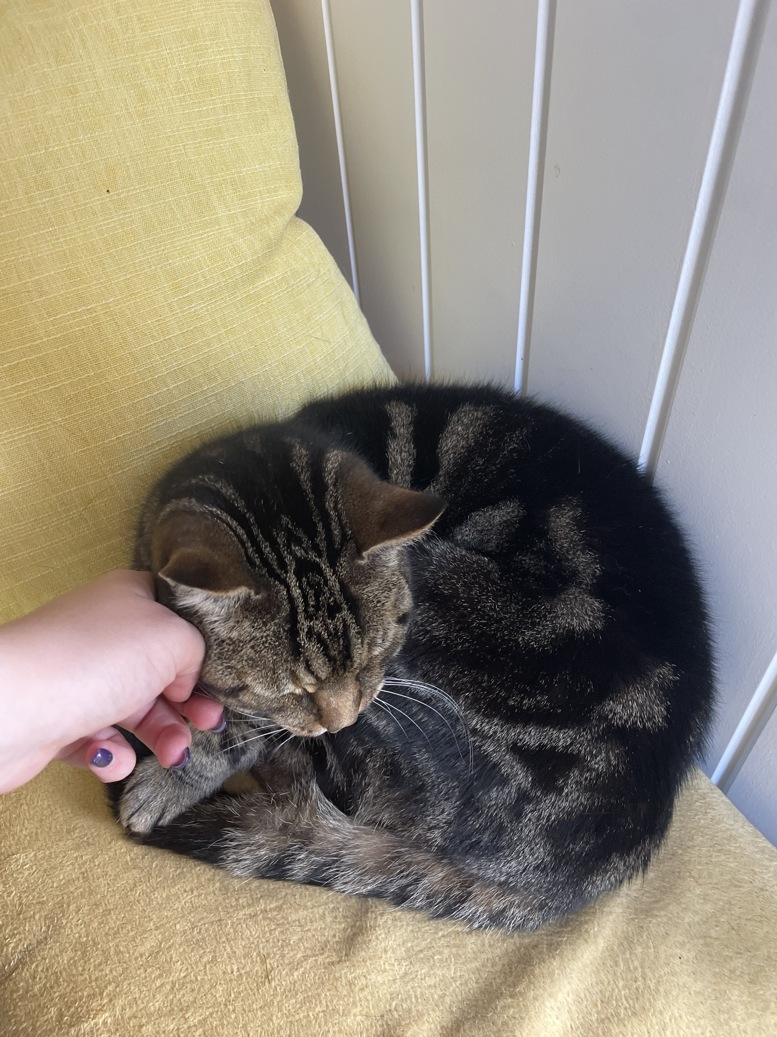 A tabby cat curled up on a yellow couch, being gently petted by a person.