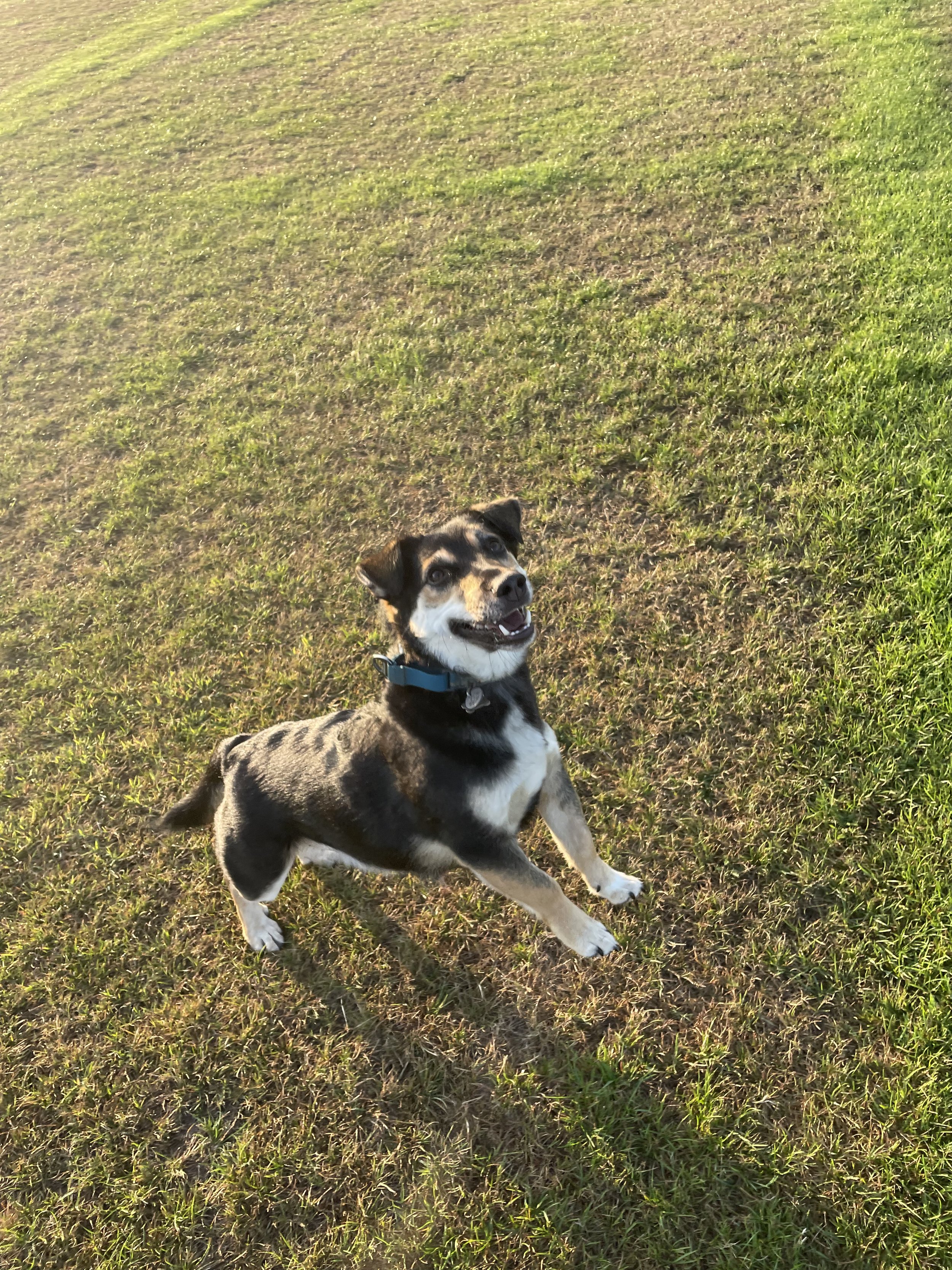 A playful black and tan dog with white markings on a grassy field, looking up with a happy expression.
