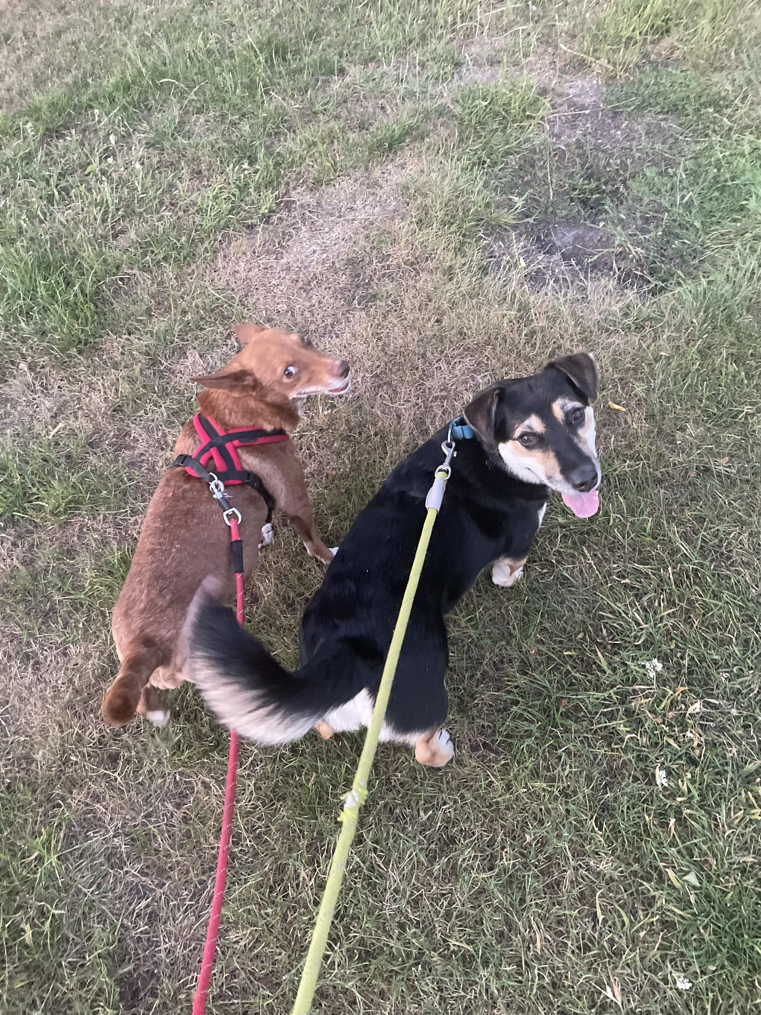 Two dogs sitting on grass, one with a brown coat and the other with a black coat and tan markings, both wearing harnesses and leashes.