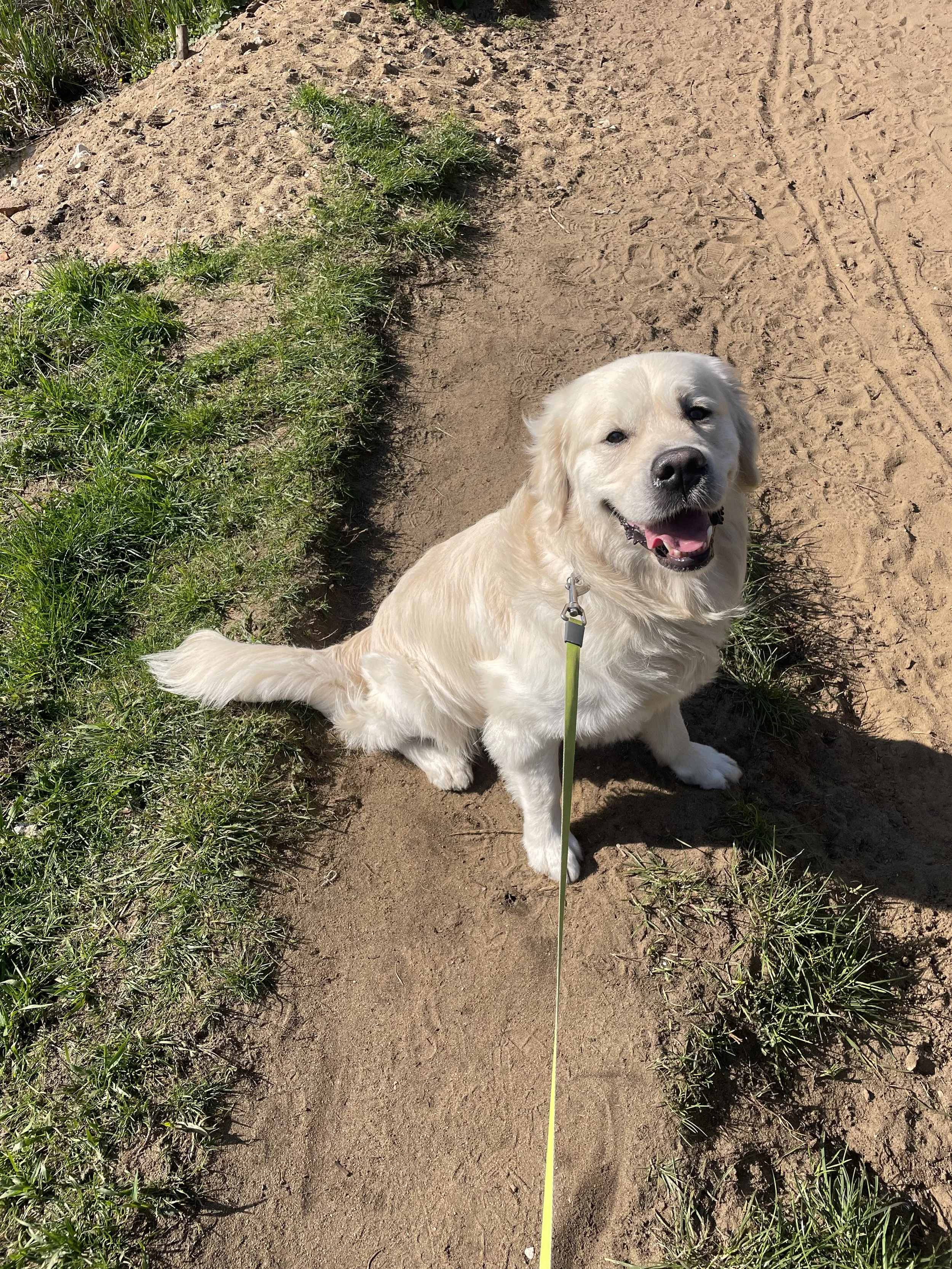 A happy golden retriever dog sitting on a dirt path, facing the camera, with green grass on the side and a leash attached to its collar.