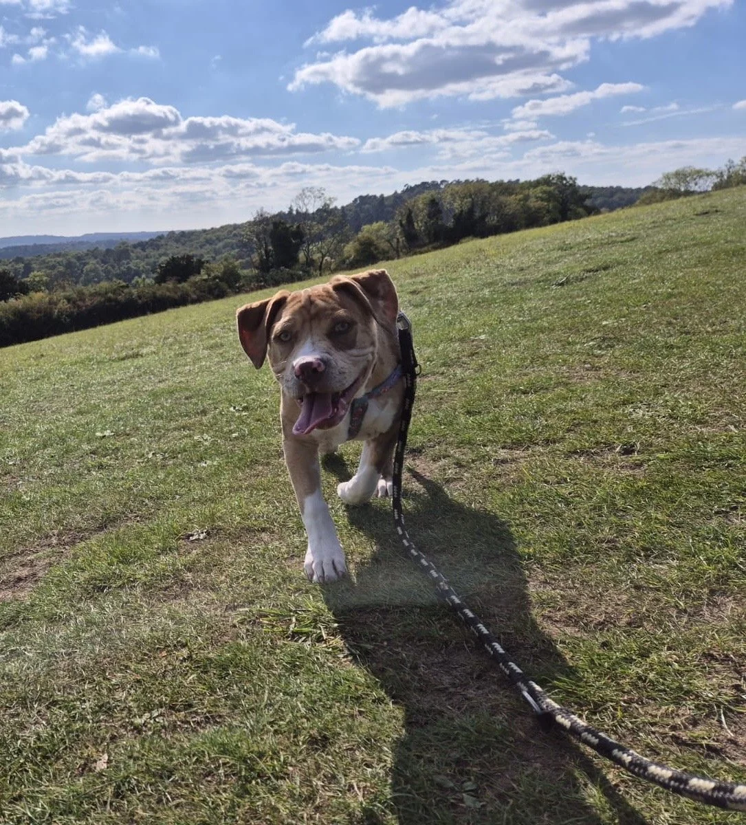 A happy puppy walking on grass in an open field with hills and trees in the background under a partly cloudy sky.
