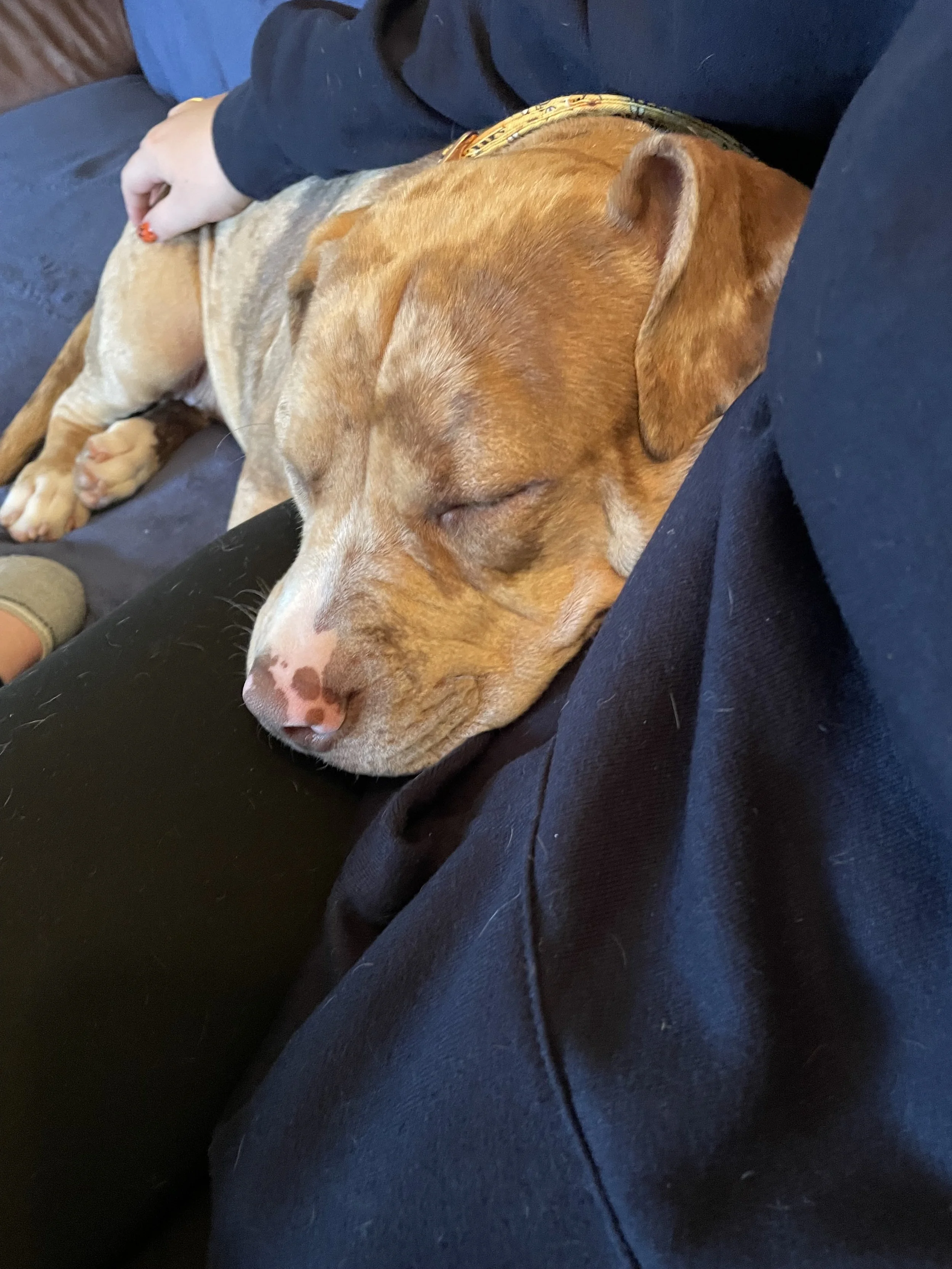 A brown and white dog with a pink nose sleeping on a person’s lap, resting its head on the person's black clothing.