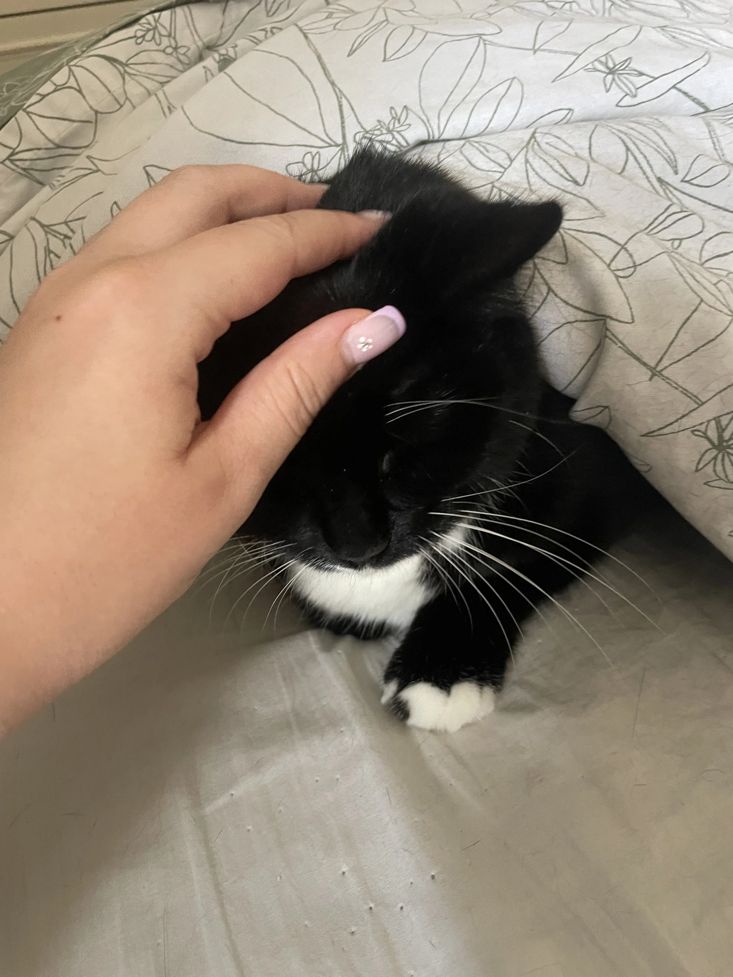 A person with a manicured nail gently petting a black and white kitten inside a bed with patterned sheets, with the kitten appearing relaxed.