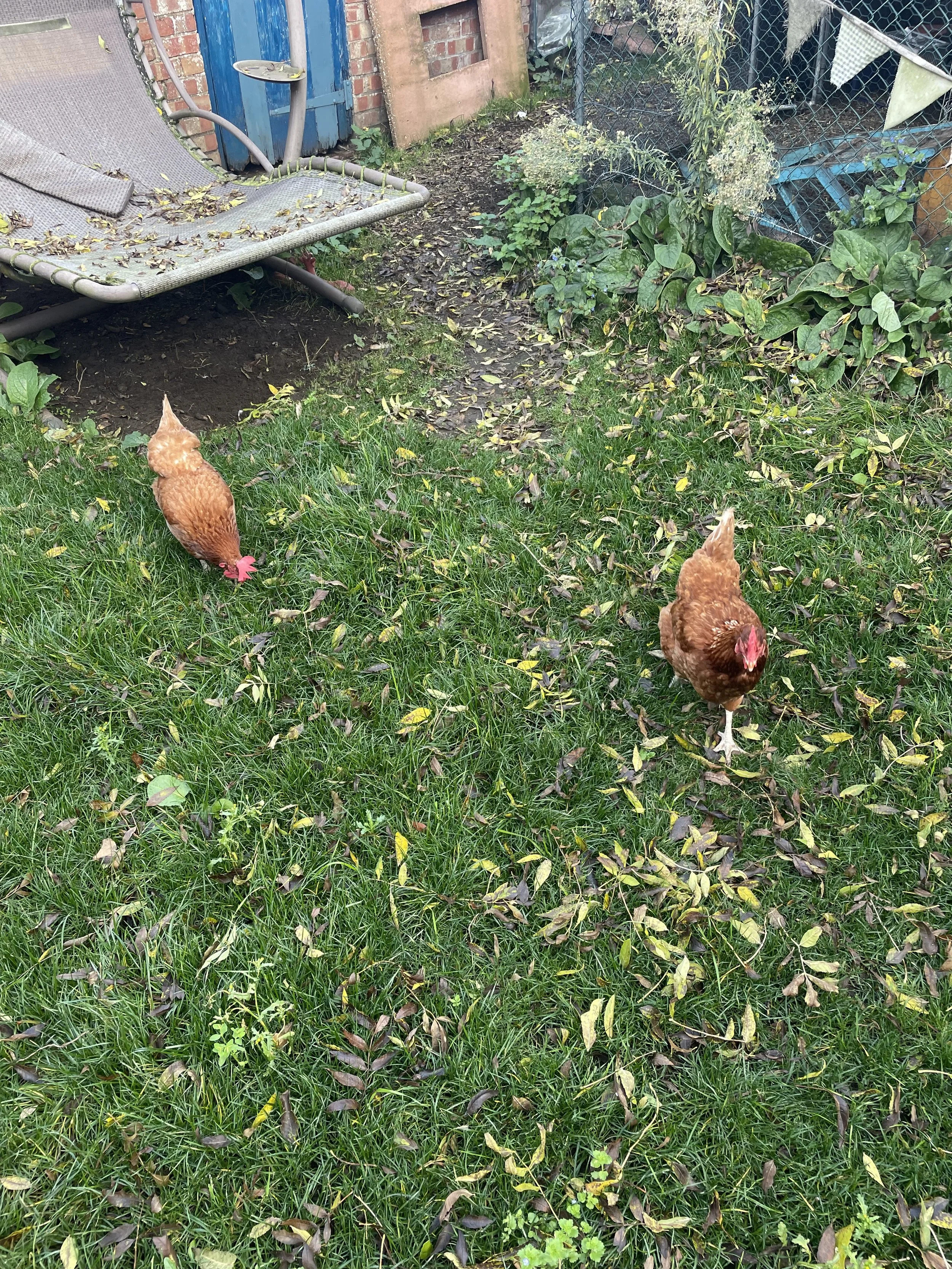 Two brown chickens in a fenced backyard with green grass, fallen leaves, and plants, near a small wooden shed and a garden table.