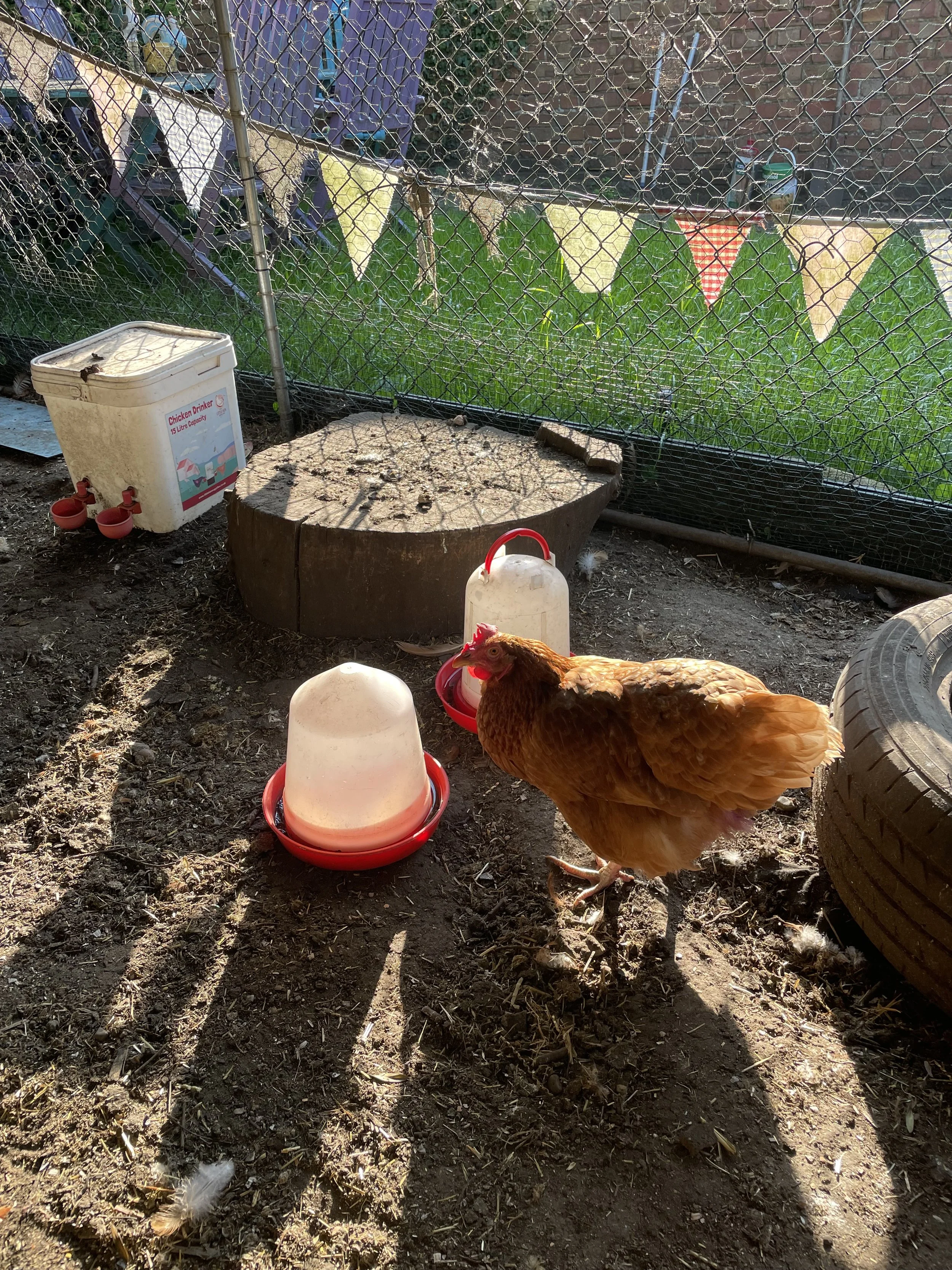 A chicken in a backyard chicken coop with chicken watering and feeding equipment, a large wood stump, and a wire fence with colorful bunting in the background.