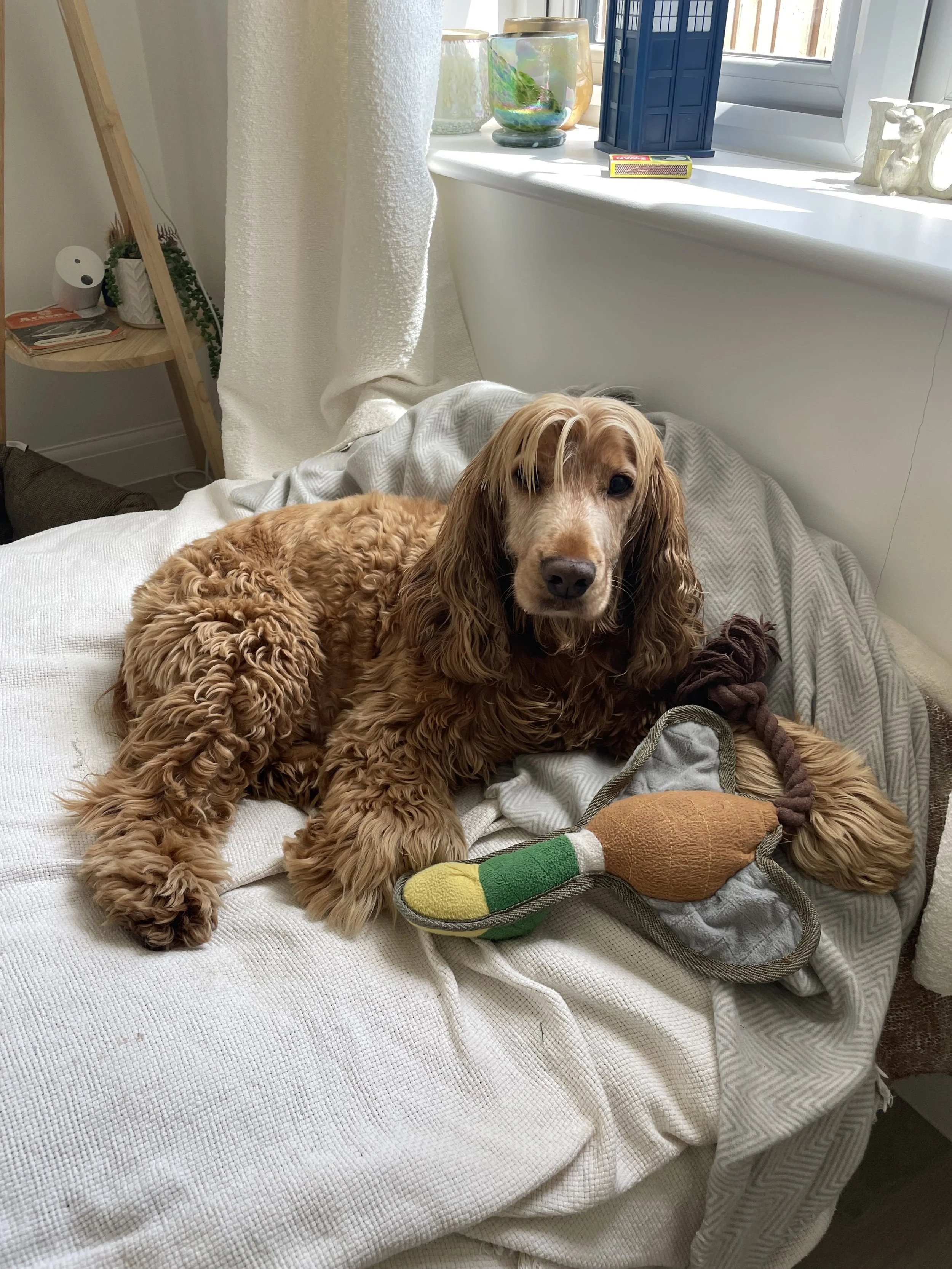 A brown Cocker Spaniel dog with long ears and curly fur is lying on a sofa, looking at the camera. The dog has a plush toy in front of it that resembles a bird with a green, yellow, and orange color scheme. The background shows a window with a white 