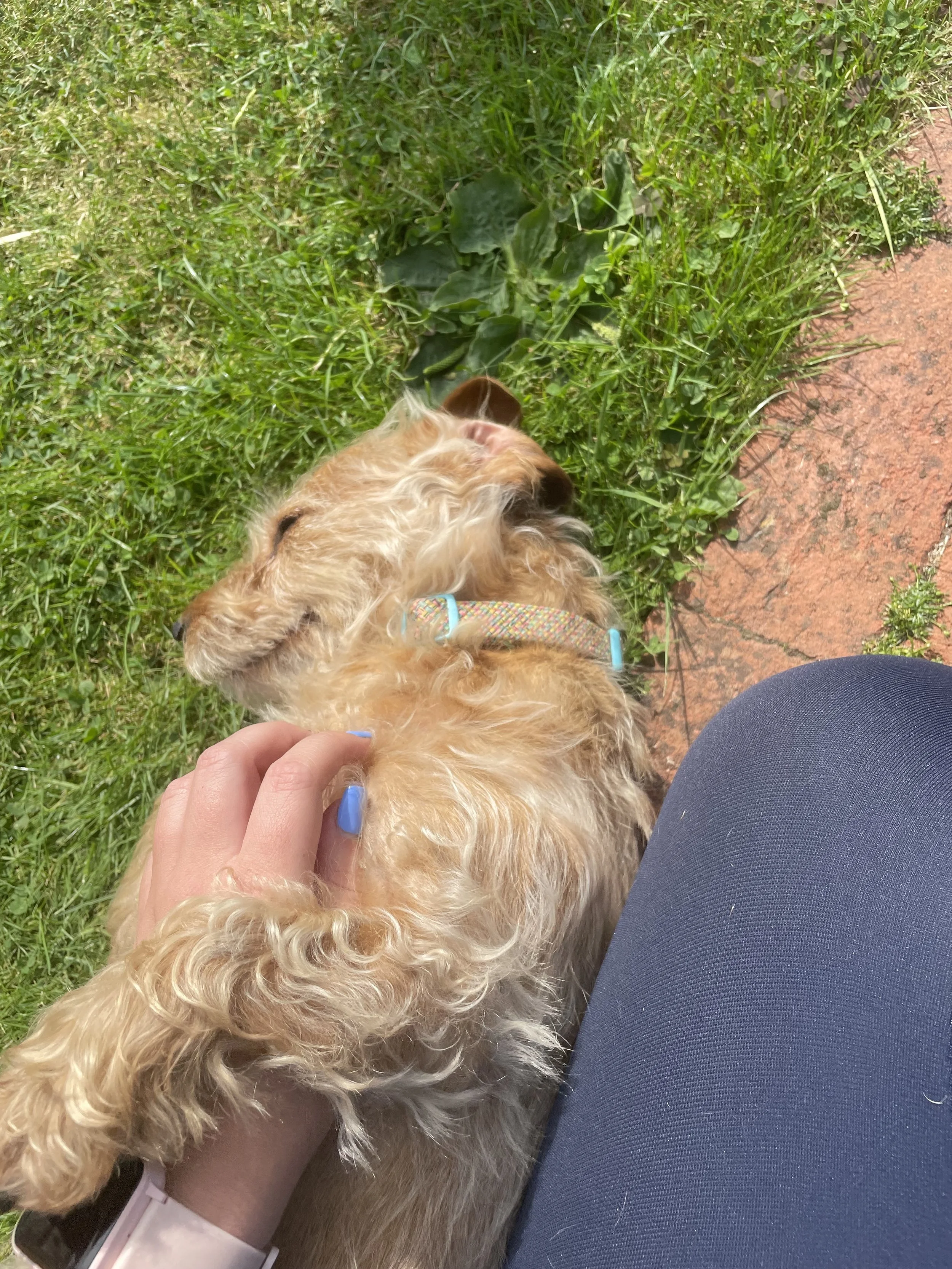 A dog with curly tan fur lying on grass and pavement, being petted by a person with blue nail polish and a pink wristwatch.