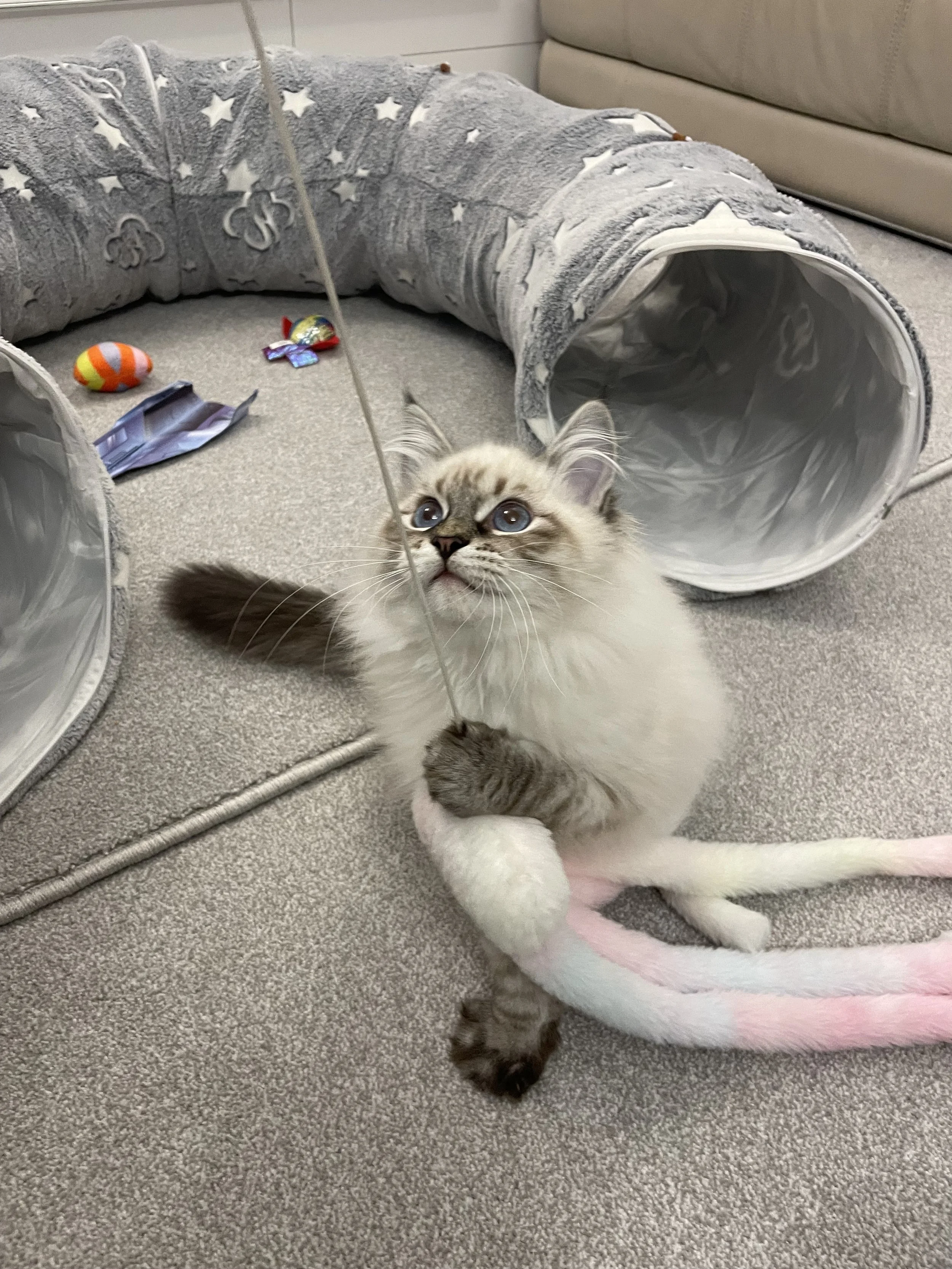 A fluffy Siamese kitten playing with a string toy on a carpeted floor, with a gray tunnel and various cat toys in the background.
