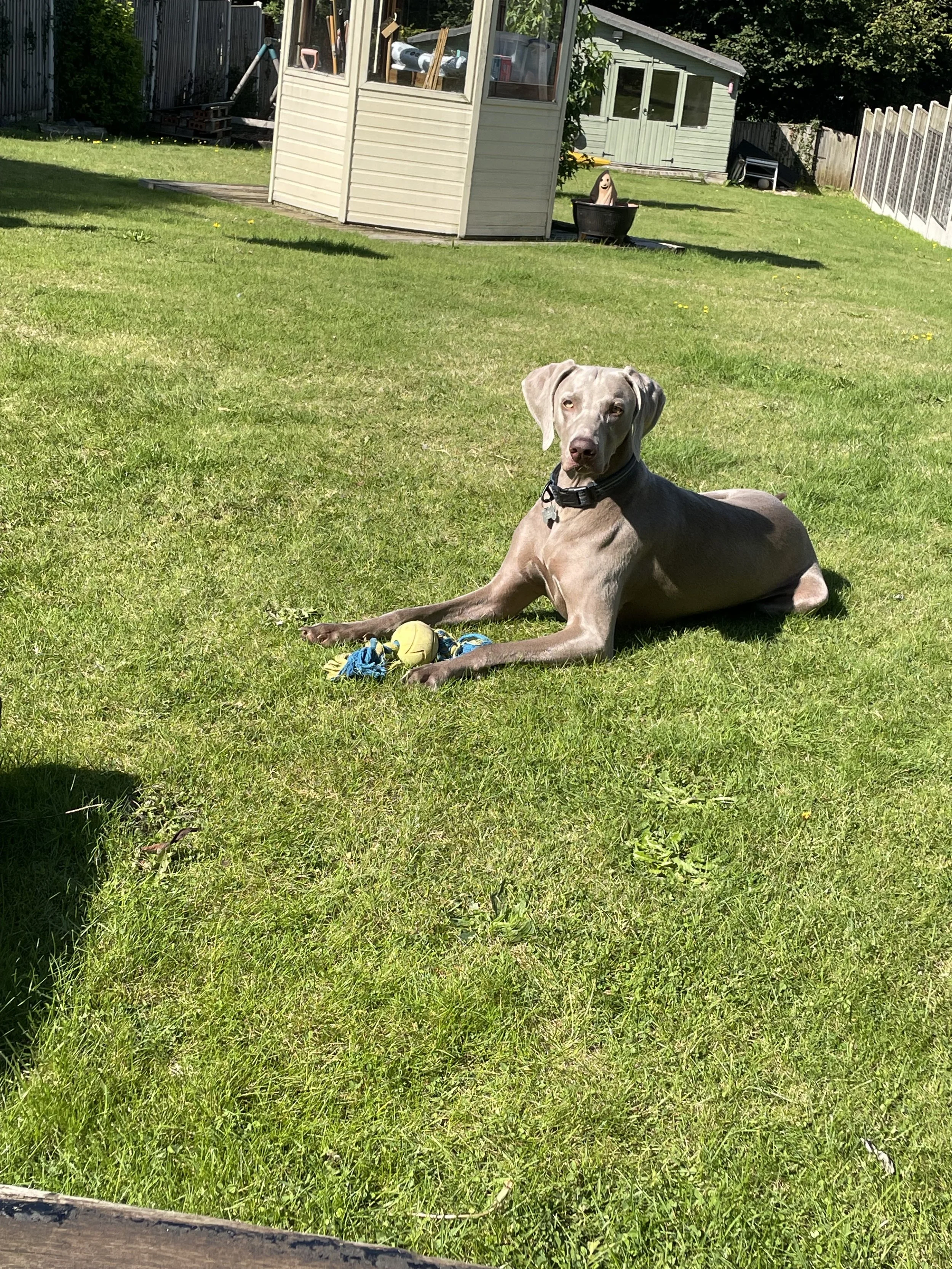 A gray dog lies on green grass near a yellow and blue rope toy, with a shed and a small building in the background on a sunny day.