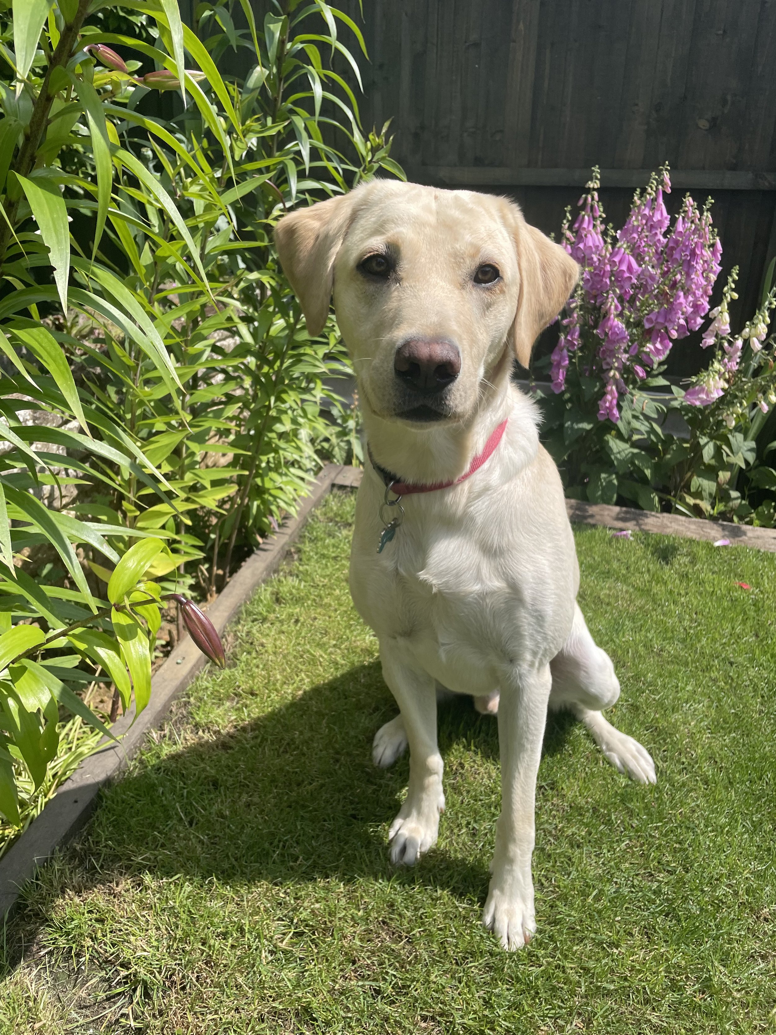 A yellow Labrador Retriever puppy sitting on grass in a garden with green foliage and pink flowers in the background.