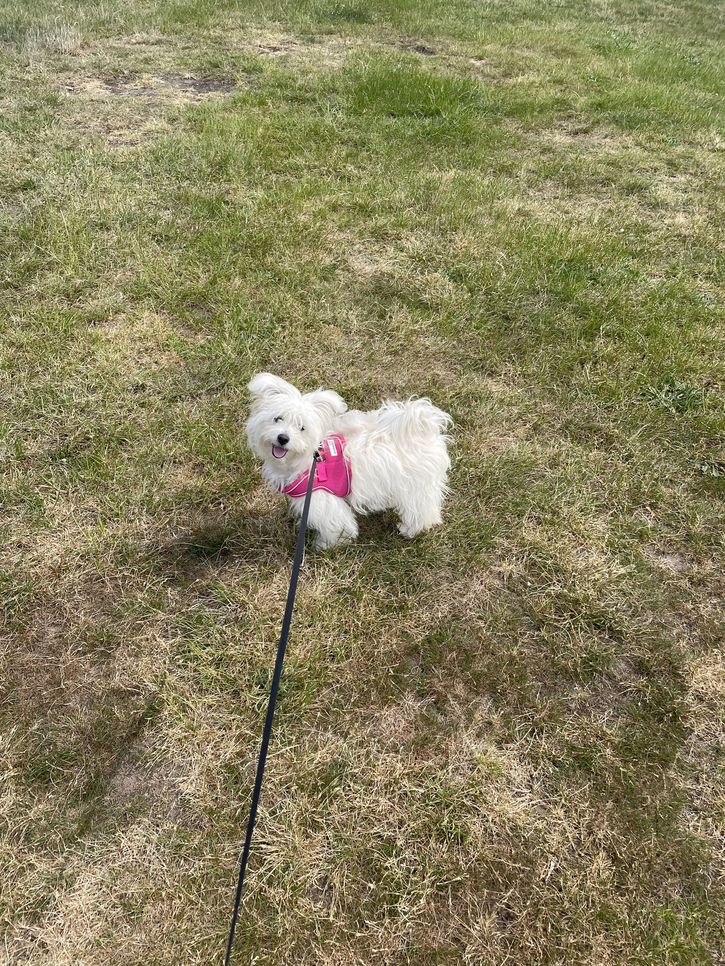 Small white dog wearing a pink harness standing on grassy ground, looking up and smiling, with a leash attached.
