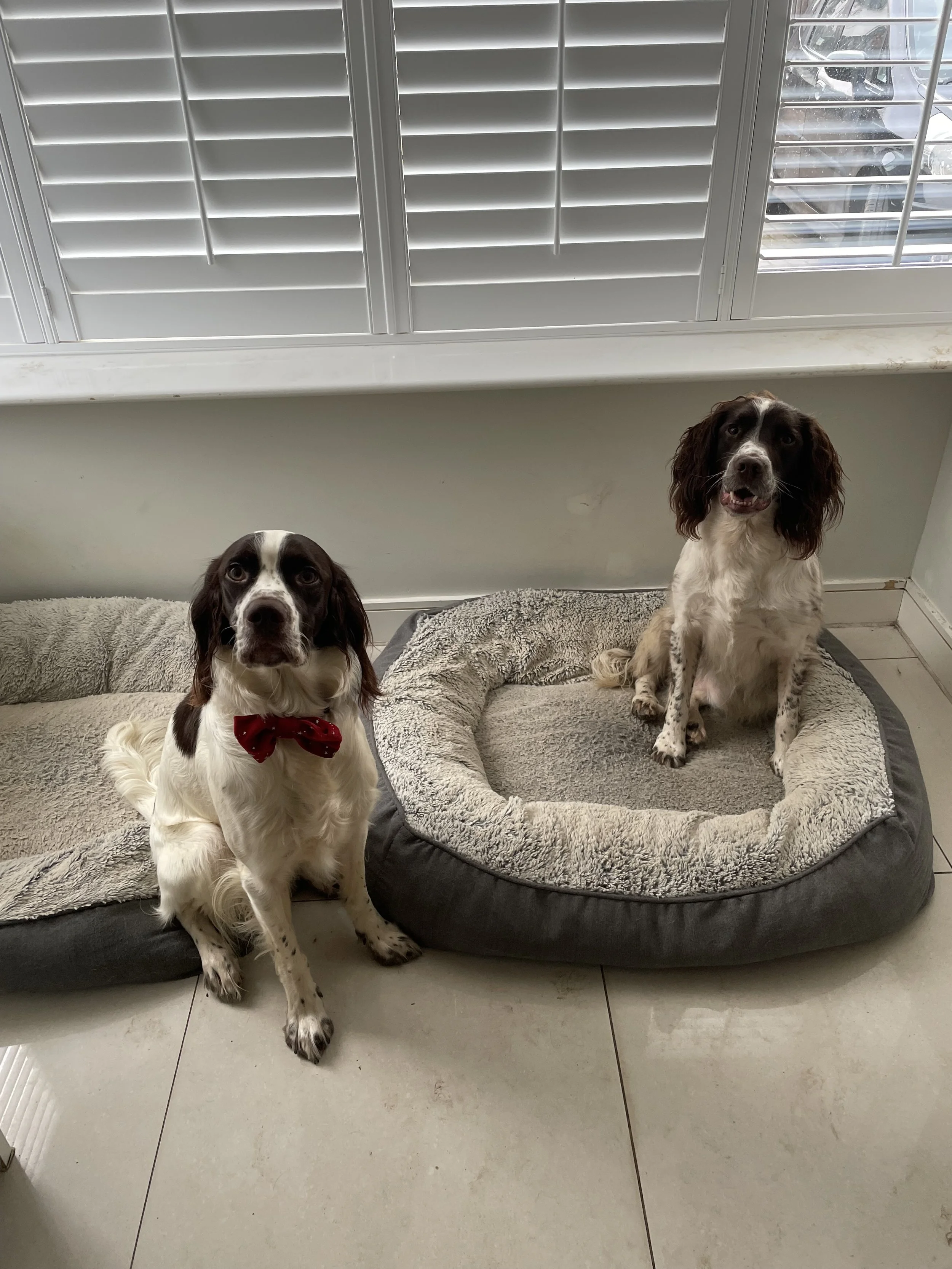 Two English Springer Spaniel dogs indoors near a window with white blinds. One dog is sitting on a gray rug, wearing a red bow tie, and the other is sitting in a gray plush dog bed, smiling with its mouth open.