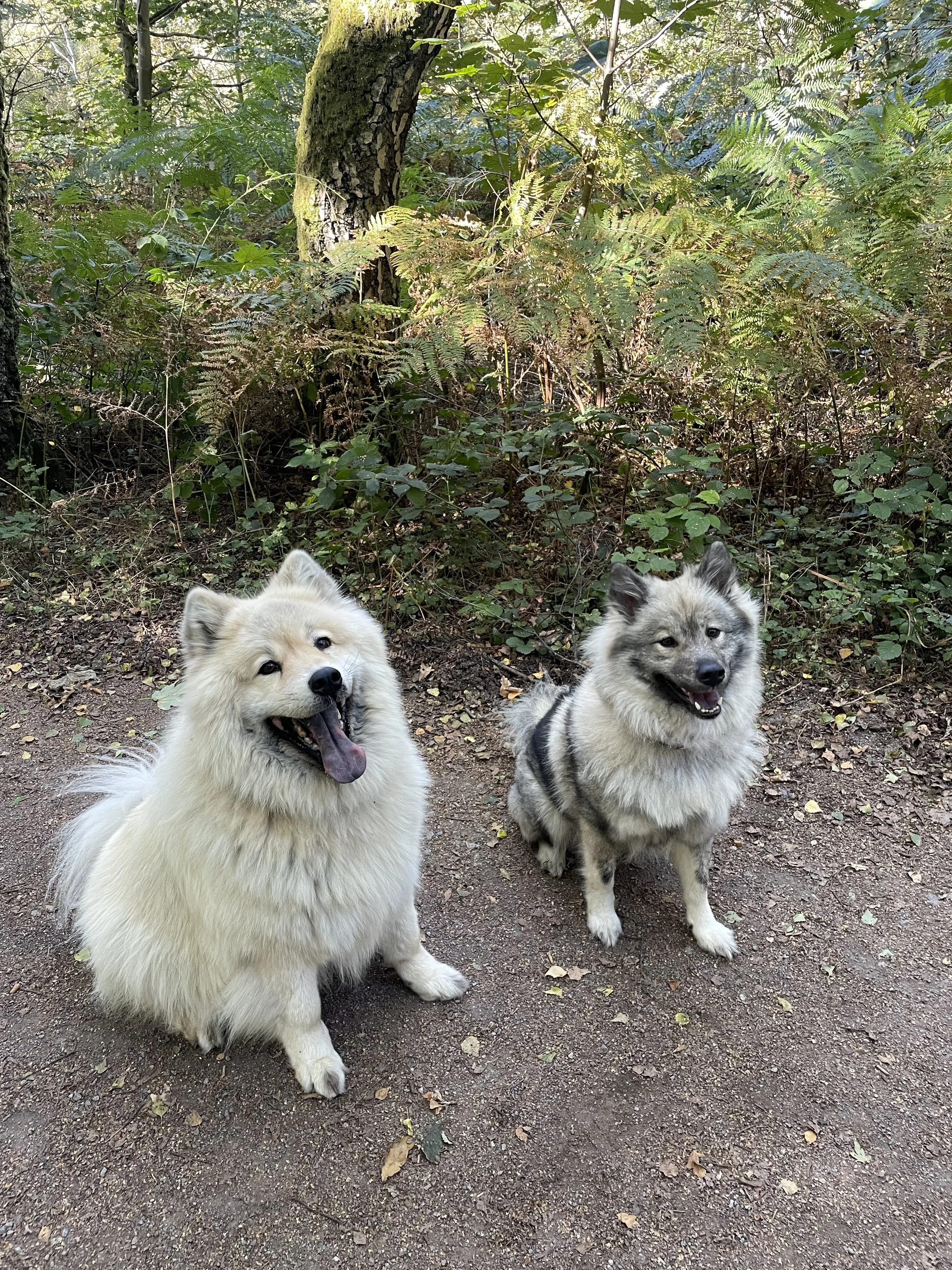 Two fluffy dogs sitting on a dirt path in a wooded area, smiling and looking happy.
