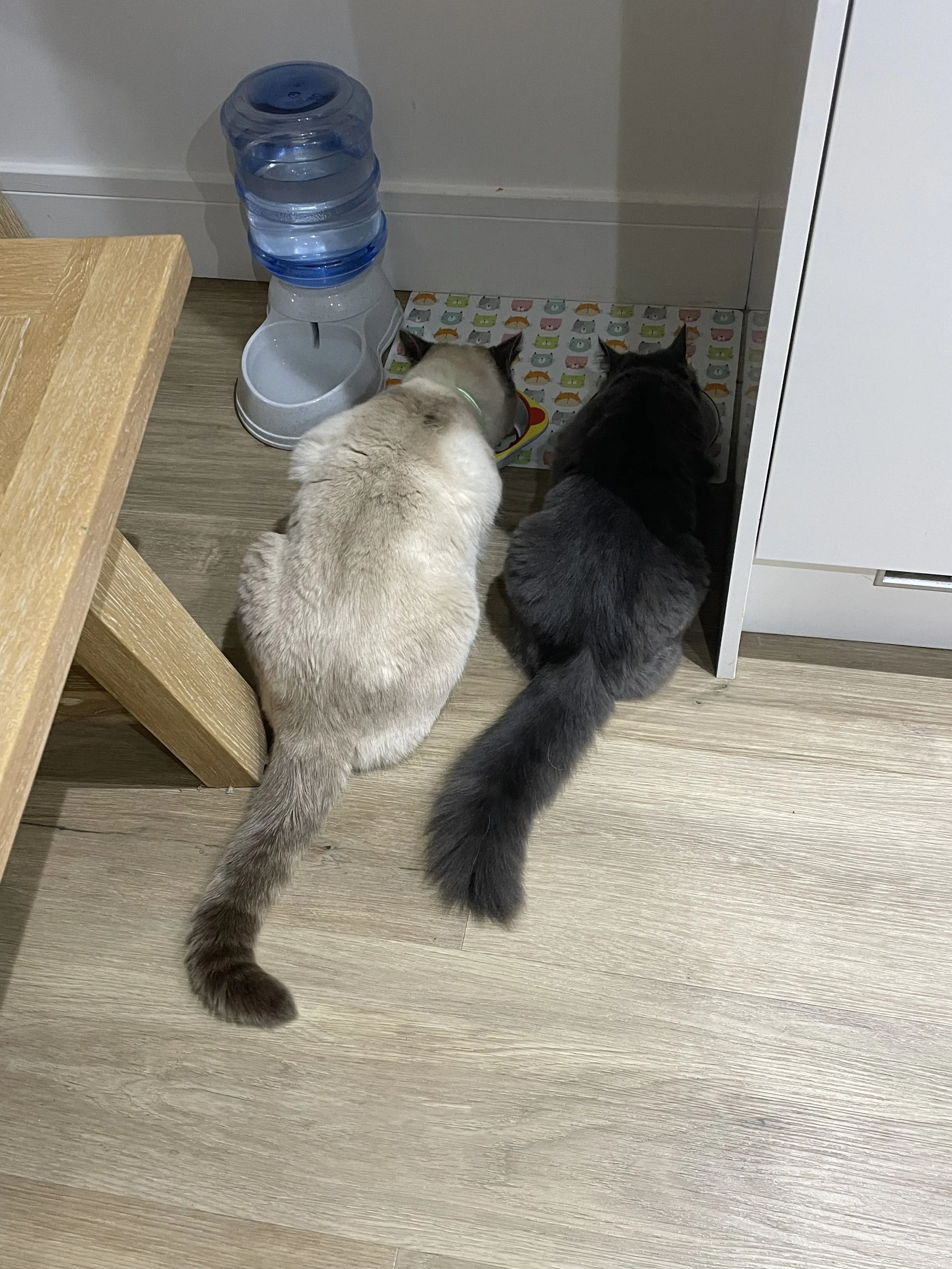 Two cats eating from a bowl on the floor near a water dispenser, with a wooden table and white cabinet in the background.
