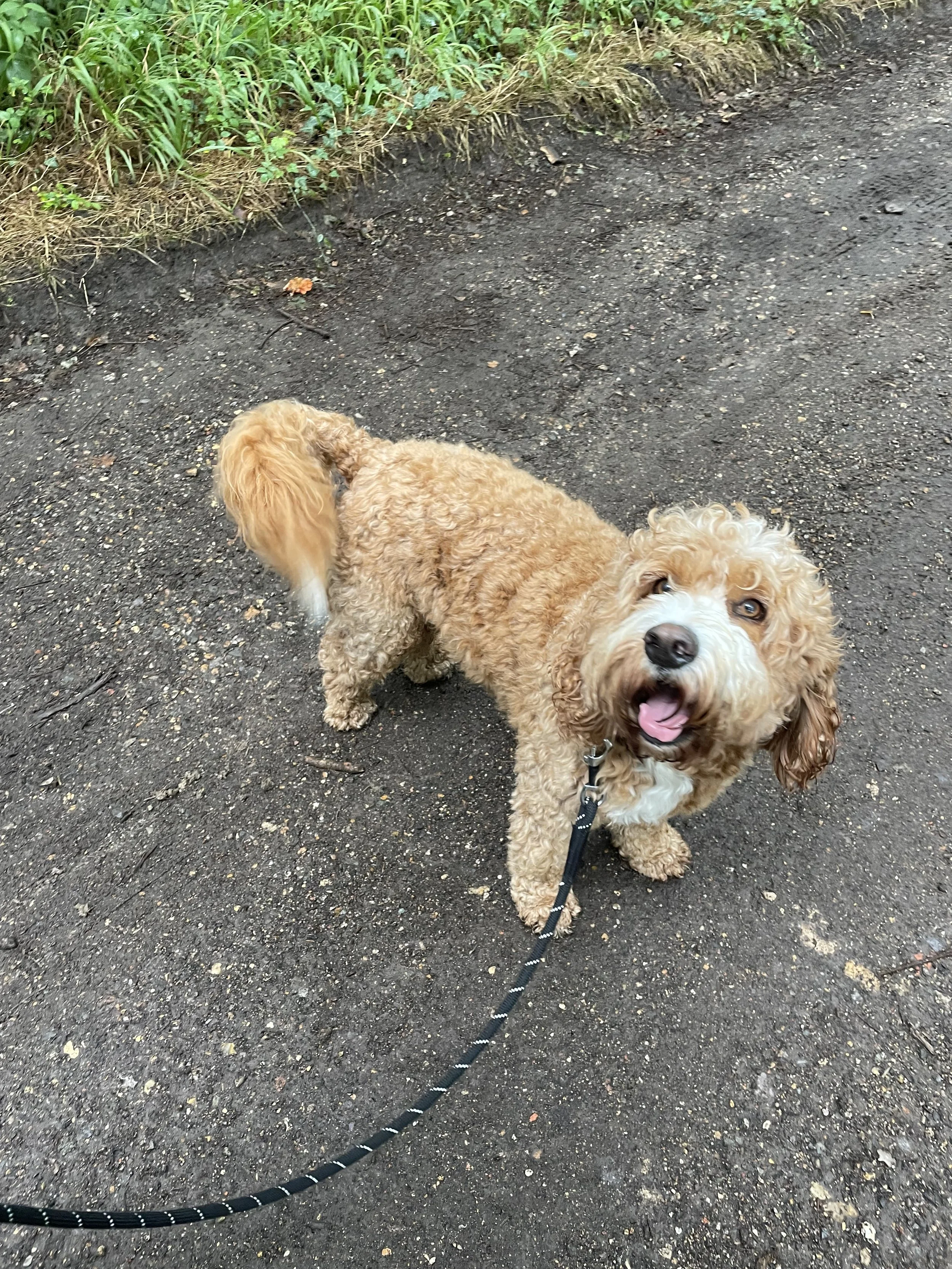 A happy, curly-haired dog on a walk outdoors on a dirt path, with greenery in the background.