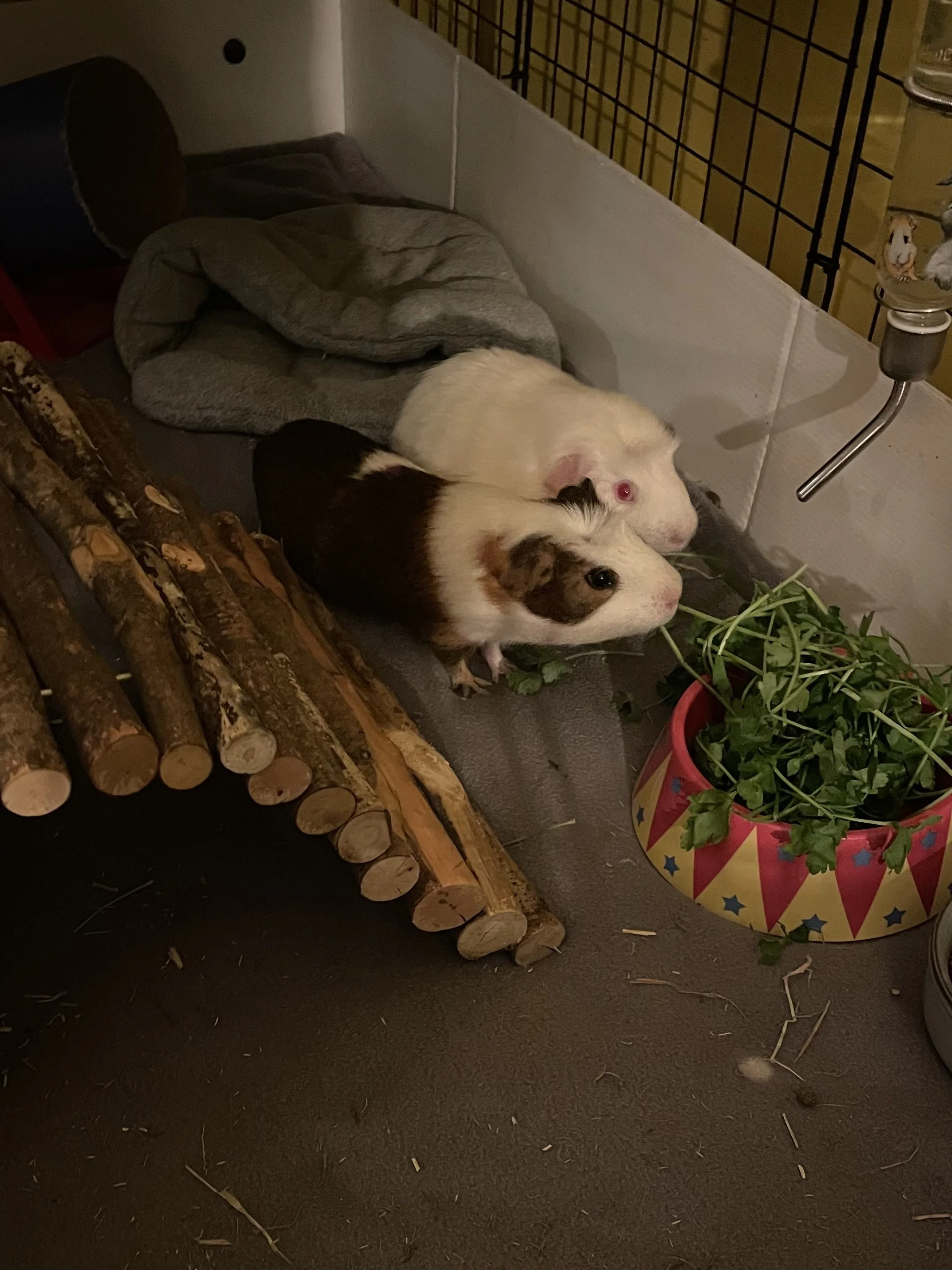 Two guinea pigs, one black, white, and tan, and one white, in a cage with a plush blanket, a tube toy, plants in a colorful bowl, and wooden logs.