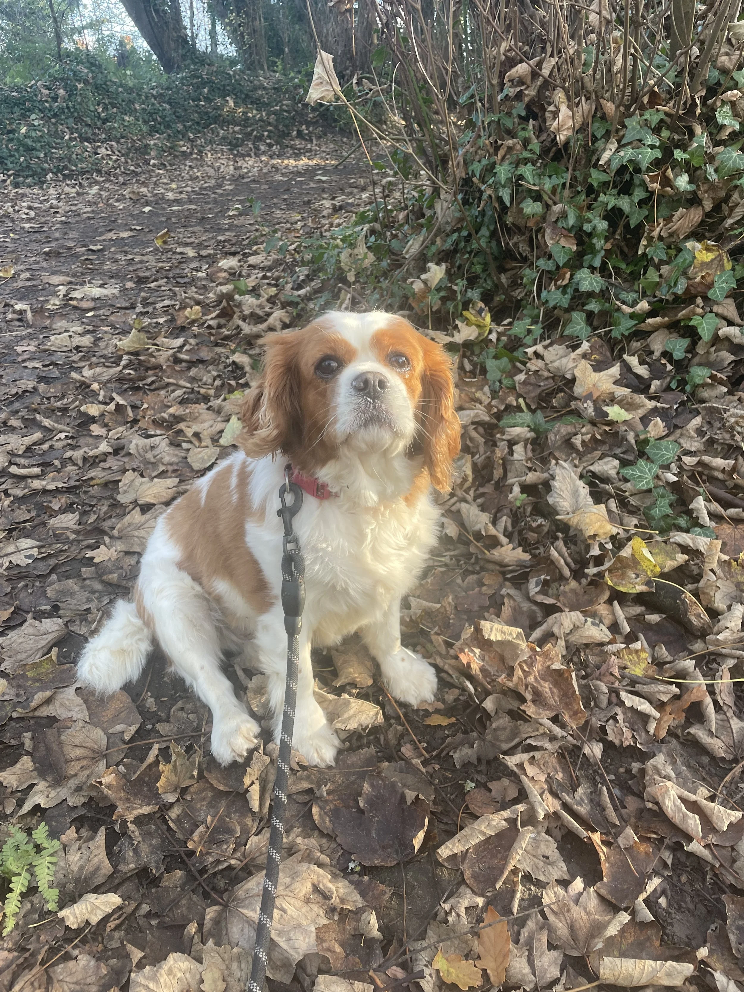A Cavalier King Charles Spaniel sitting on a forest trail covered in fallen leaves, facing the camera with a calm expression.