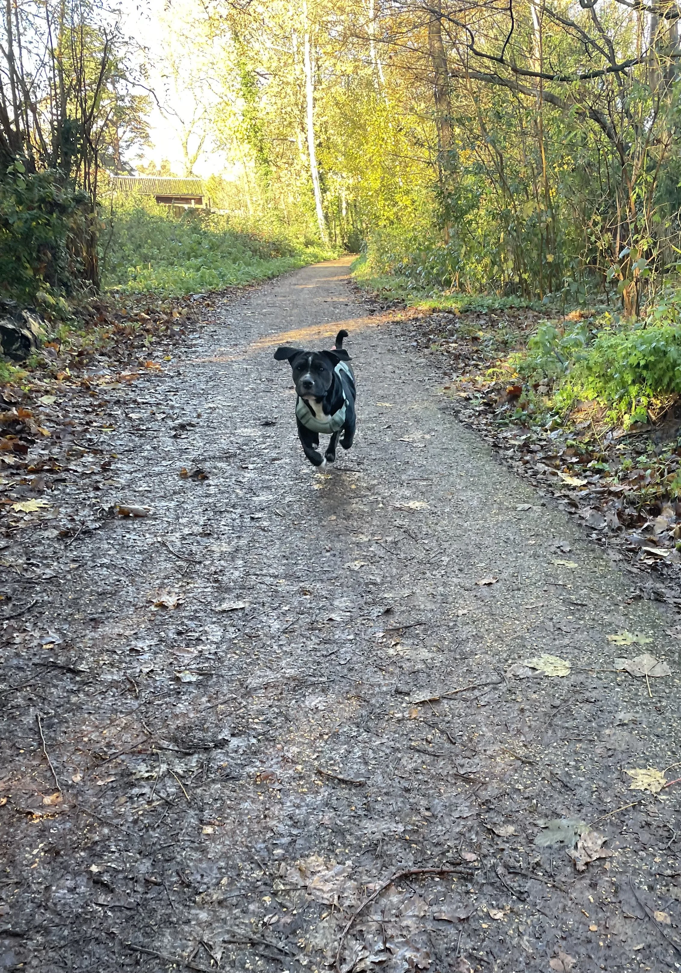 A small black and white dog running down a dirt trail in a wooded area during daytime, with trees and foliage on either side and sunlight filtering through the leaves.