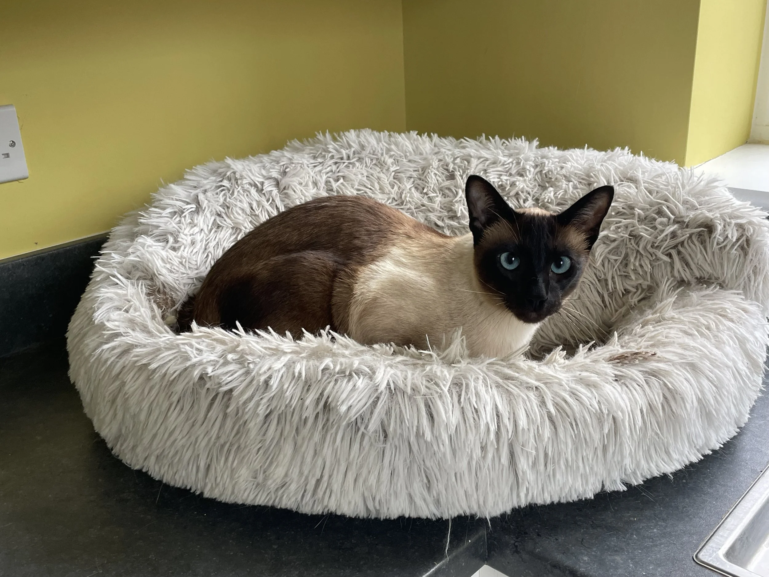A Siamese cat with blue eyes lying in a round, fluffy white pet bed on a black surface against a yellow wall.