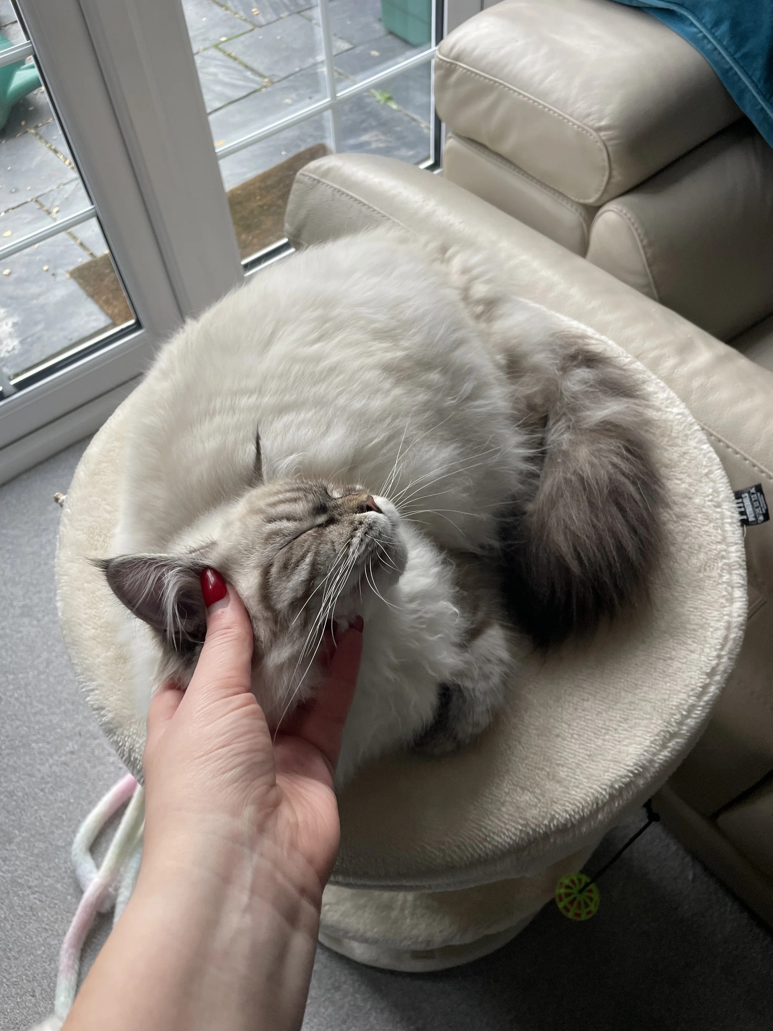 A person petting a fluffy Siamese cat lying on a beige cat tree near a glass door.