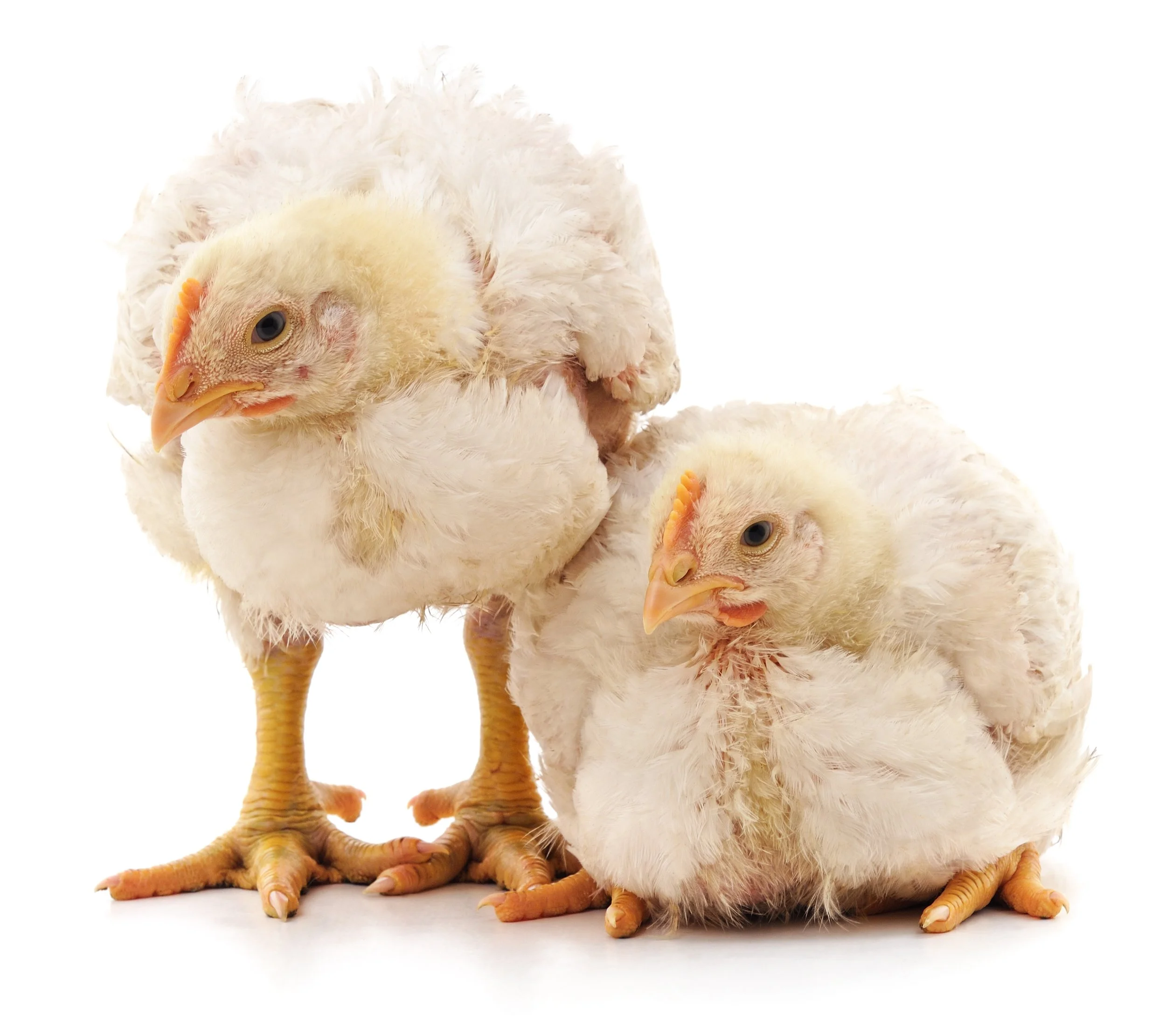 Close-up of two white chicks with yellow beaks and legs, standing on a white background.