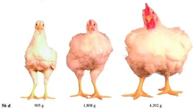 How humans invented the modern meat chicken