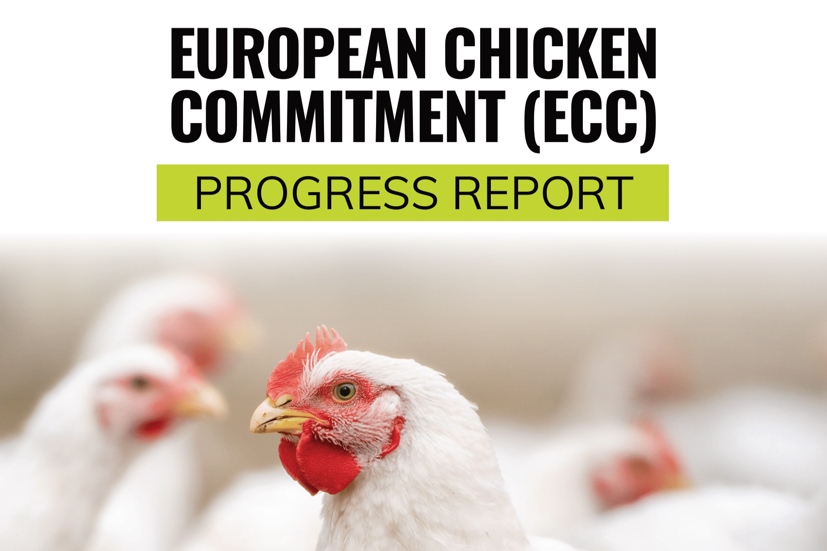 1.3 billion European chickens now face better futures