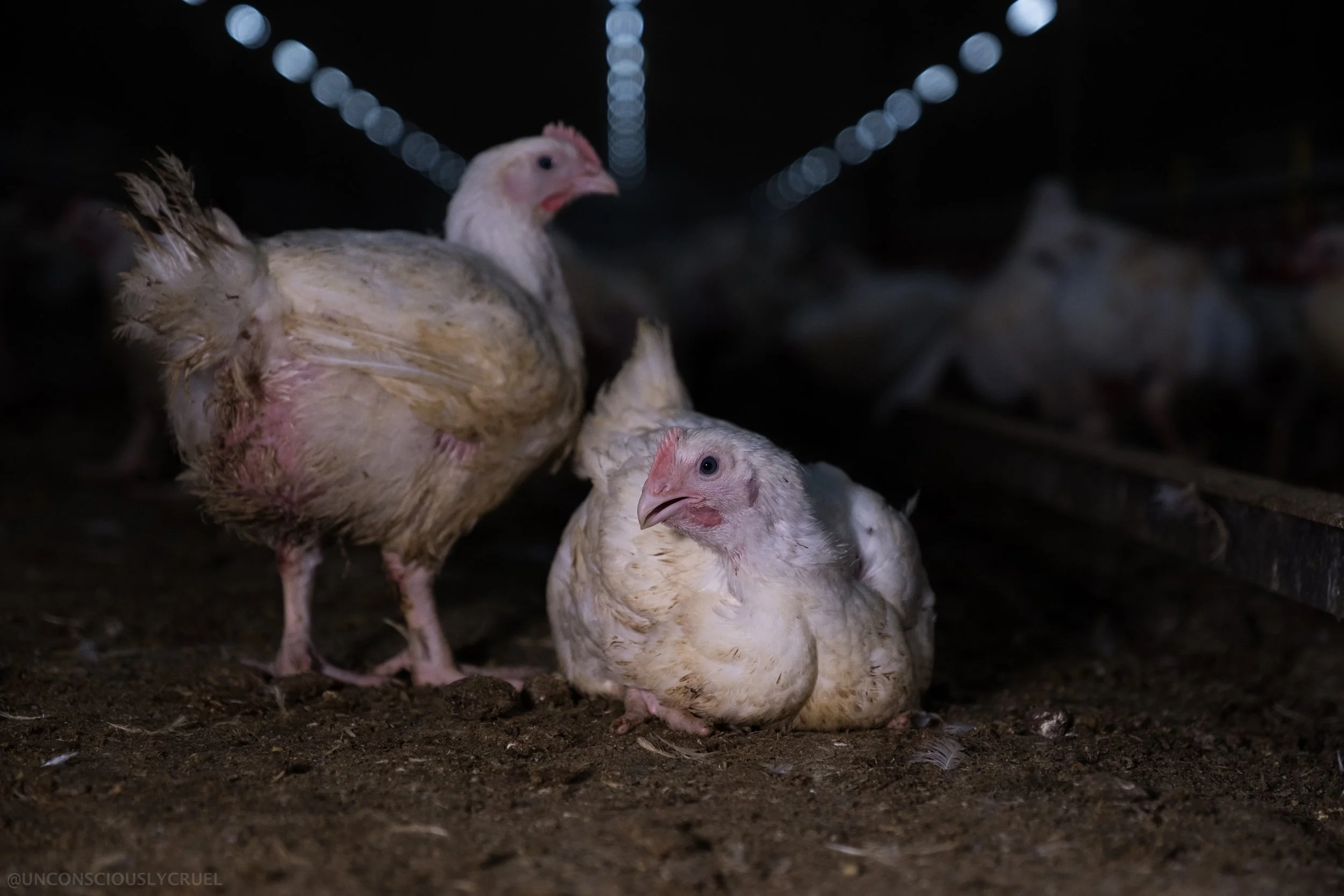 New RSPCA Certified requirements set higher bar for chicken welfare as Australians reject current industry practices