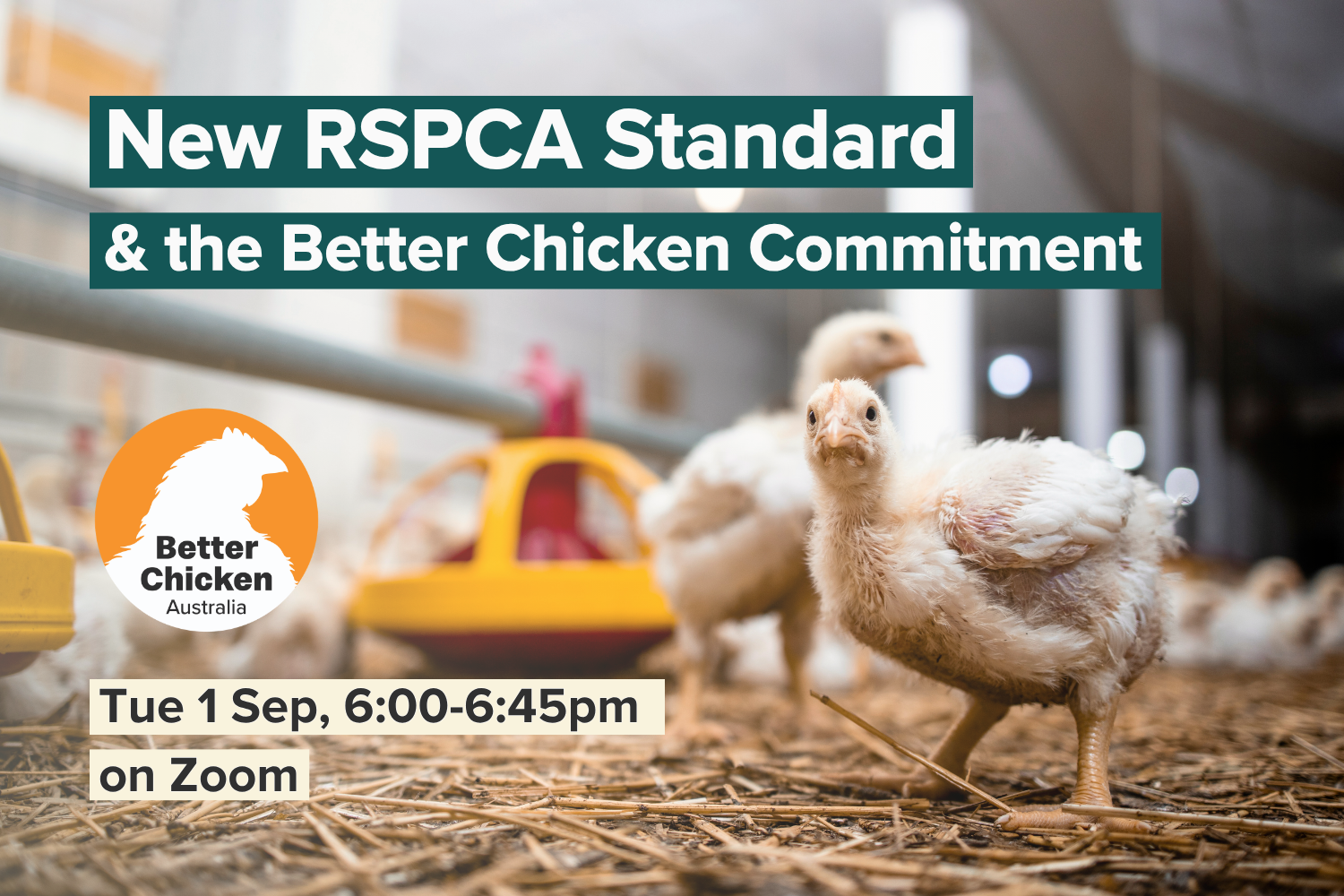 New RSPCA Standard &amp; the Better Chicken Commitment