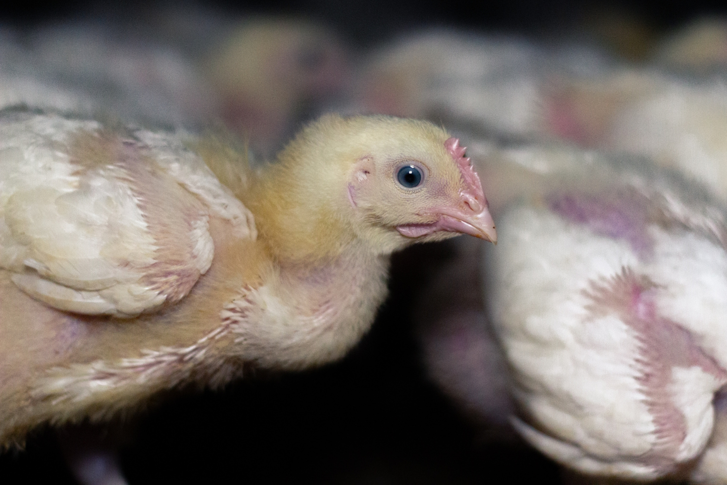 What does the new RSPCA Australia Standard mean for the Better Chicken Commitment?&nbsp;