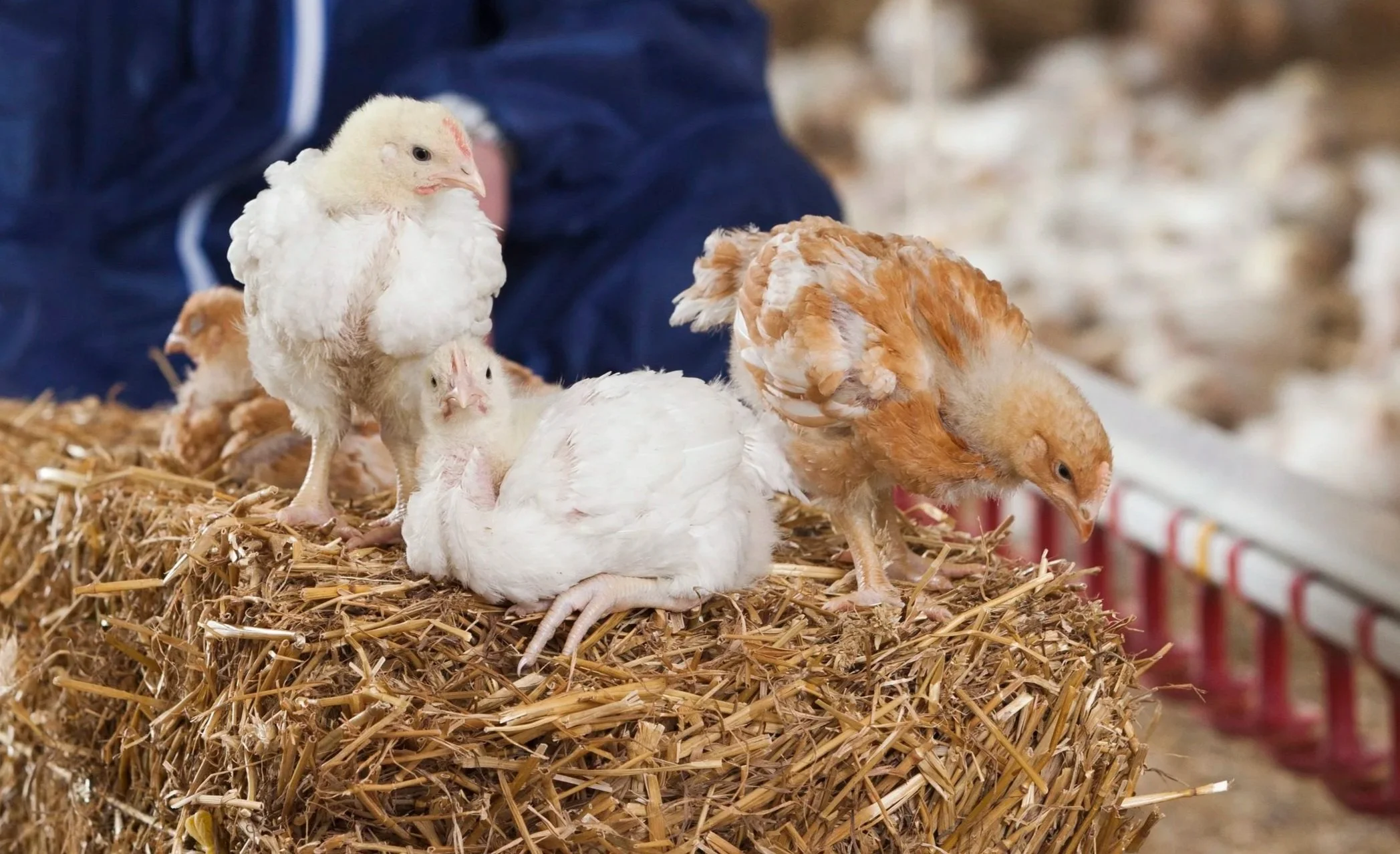 Several young chickens on straw bedding inside a British commercial chicken shed, with a person in the background. These chickens are raised to Better Chicken Commitment requirements.