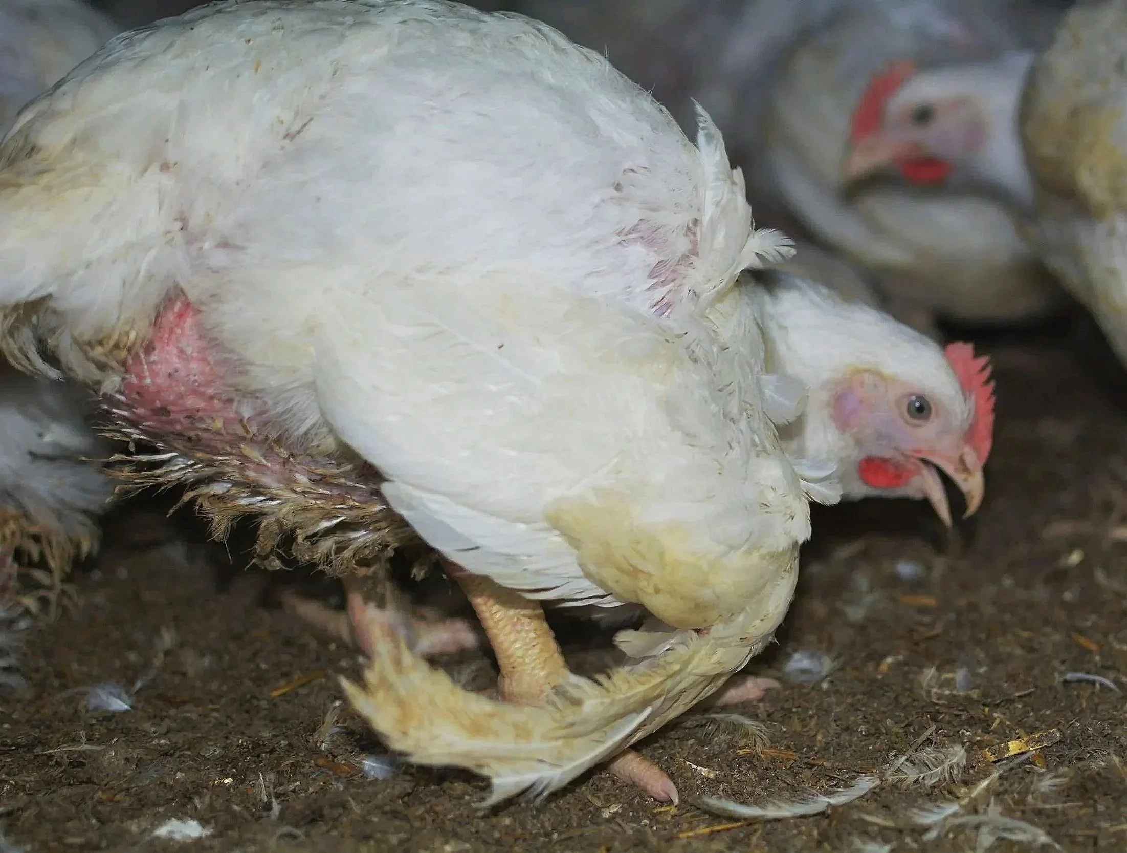A group of chickens laying on the ground, with one white chicken prominently in the foreground and another chicken in the background with a red comb and yellow beak. The chicken in the foreground is visibly overgrown and has a damaged wing.