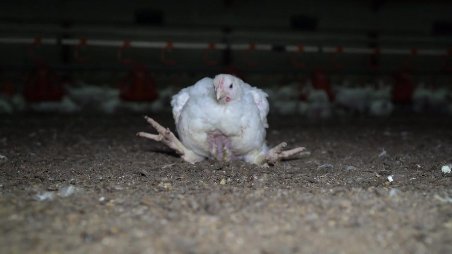 Still - single struggling chicken - 1920x1080.png