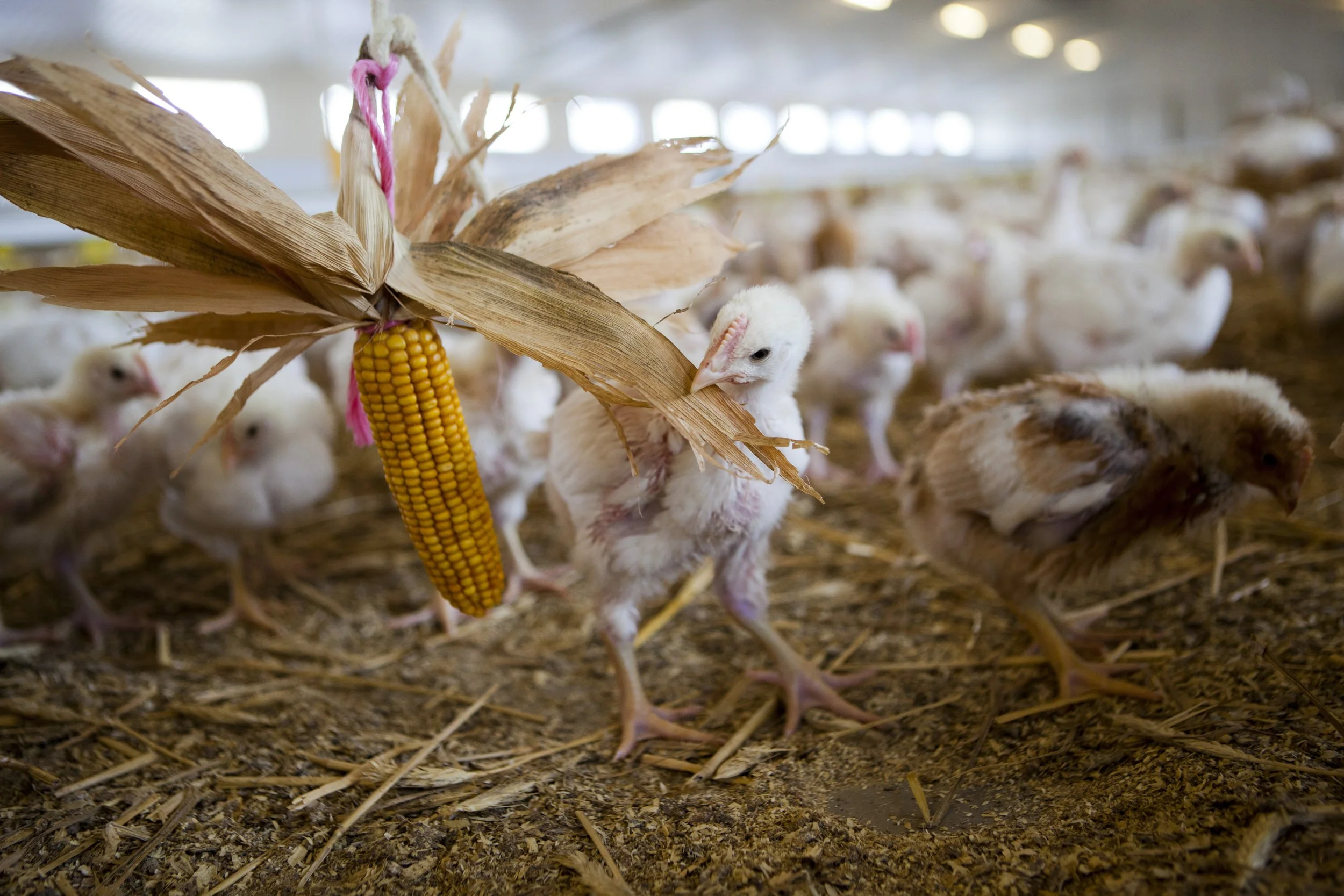 A group of young chicks inside a barn or farm building. Some are near a hanging ear of yellow corn, and the ground is covered with straw or wood shavings. These chickens are higher welfare, slower growing breeds.