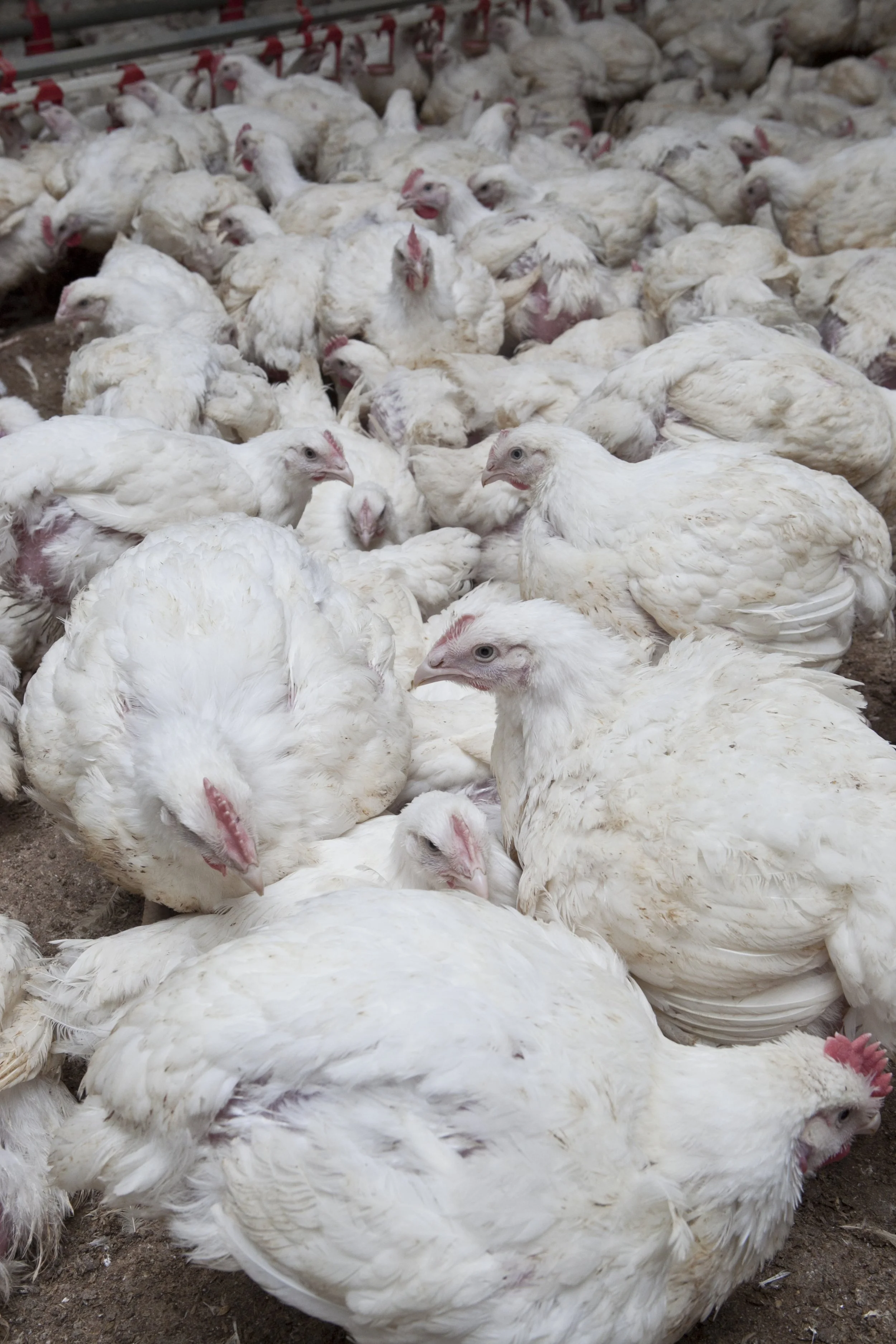 A large group of white chickens densely packed together on the floor of a poultry farm.