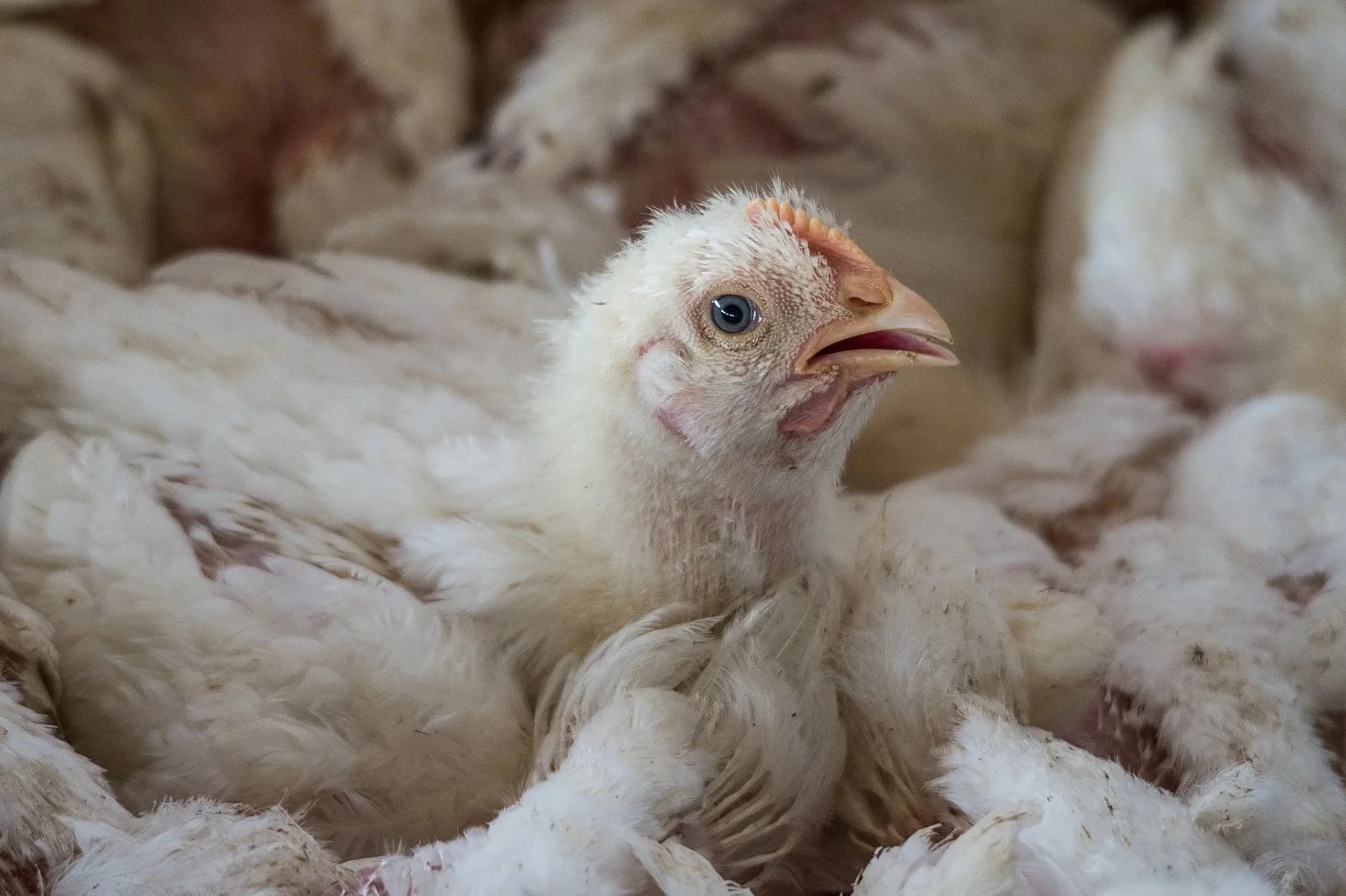 Close-up of a young white chicken with fluffy feathers, blue eyes, and an open beak surrounded by other chickens. They are packed at high stocking density inside a commercial meat chicken shed.