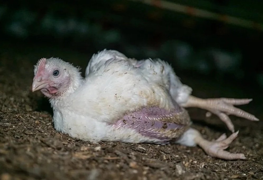A white chicken with fuzzy feathers lying on the dirt ground.