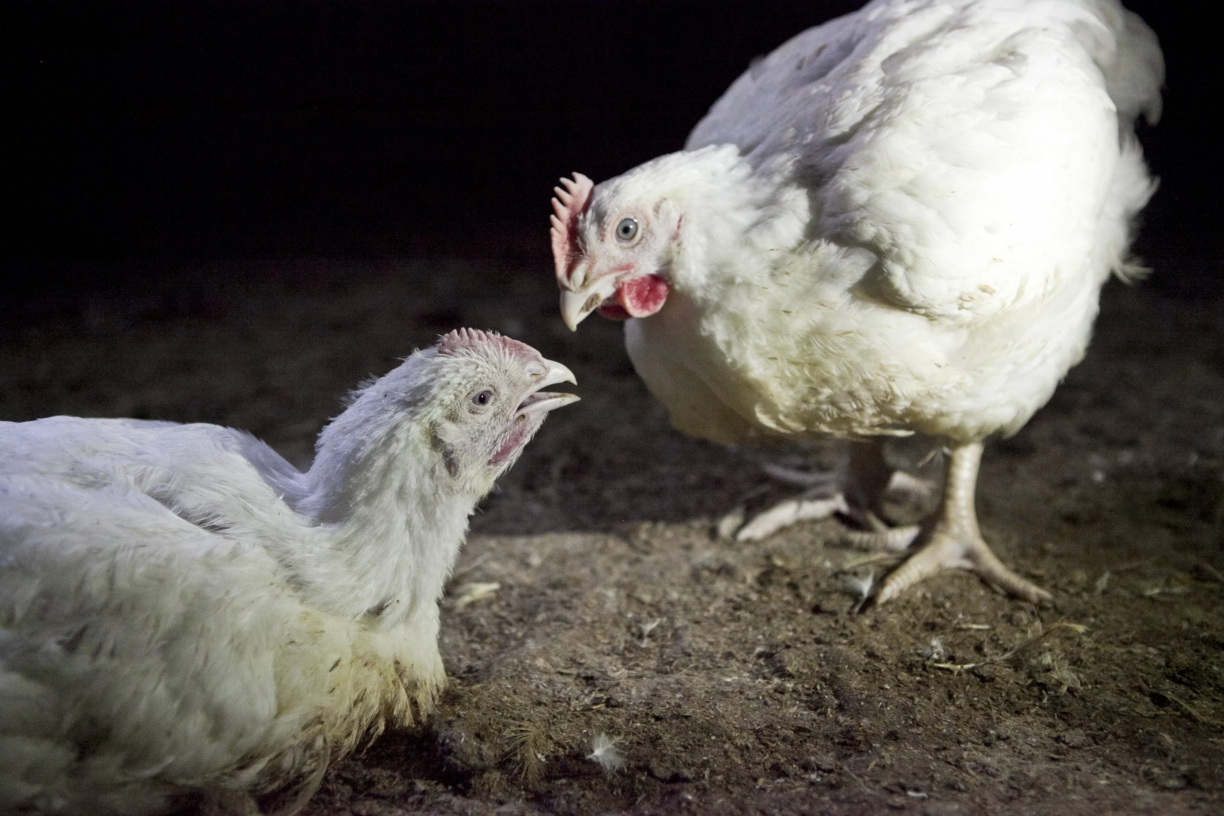 Two white chickens inside a poorly lit commercial chicken shed. One is standing, appearing to be concerned over the second, who is lying on the ground and is visibly unwell.