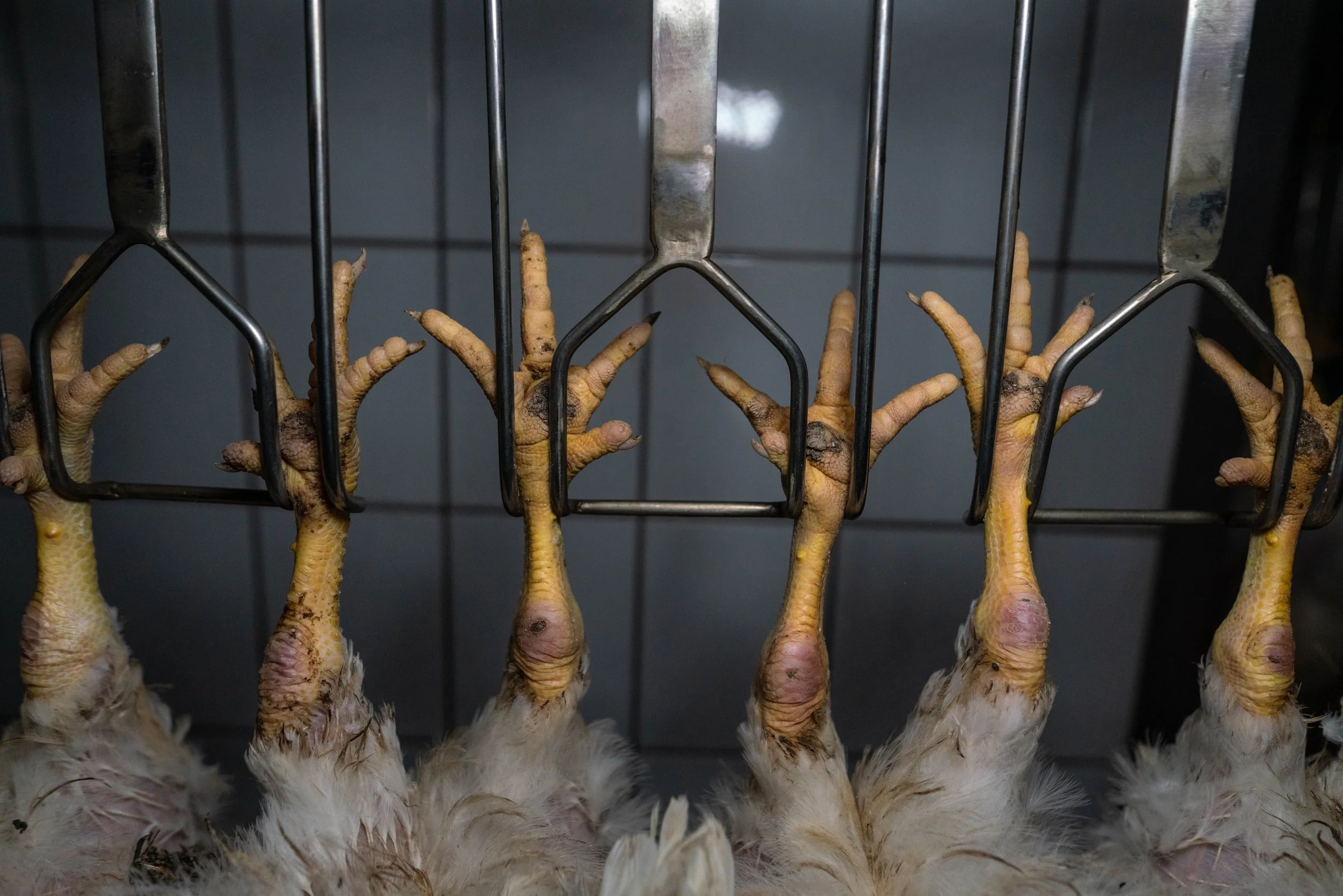 Close-up of the shackled feet of meat chickens in a commercial slaughterhouse. They have been shackled by their legs, fully conscious, ready for the moving shackle line to dip them into an electrified water bath for pre-slaughter stunning.
