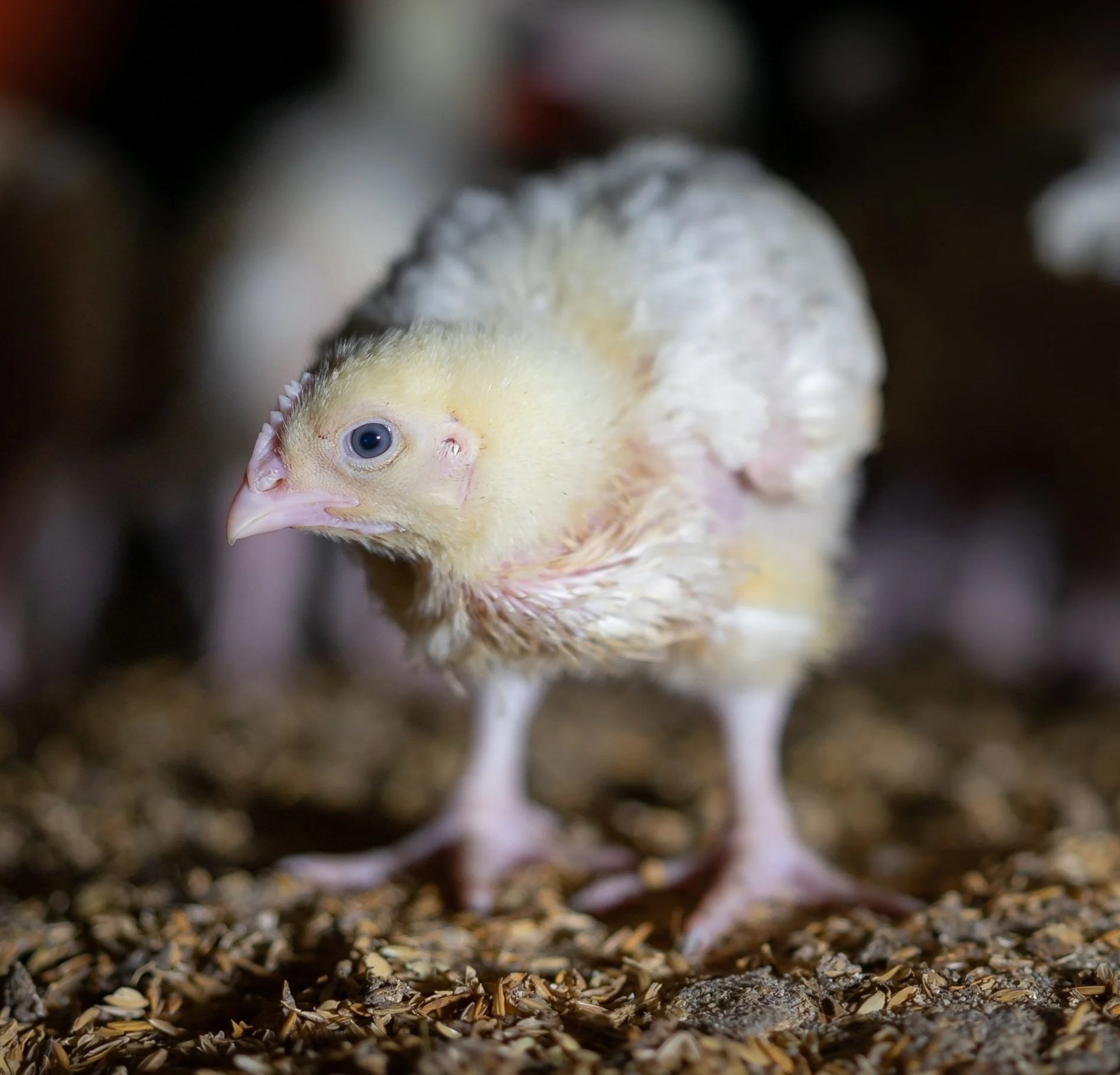 A young chick with yellow feathers and blue eyes looks at the camera. This is a fast-growing chicken, living in a poorly lit commercial meat industry growing shed.