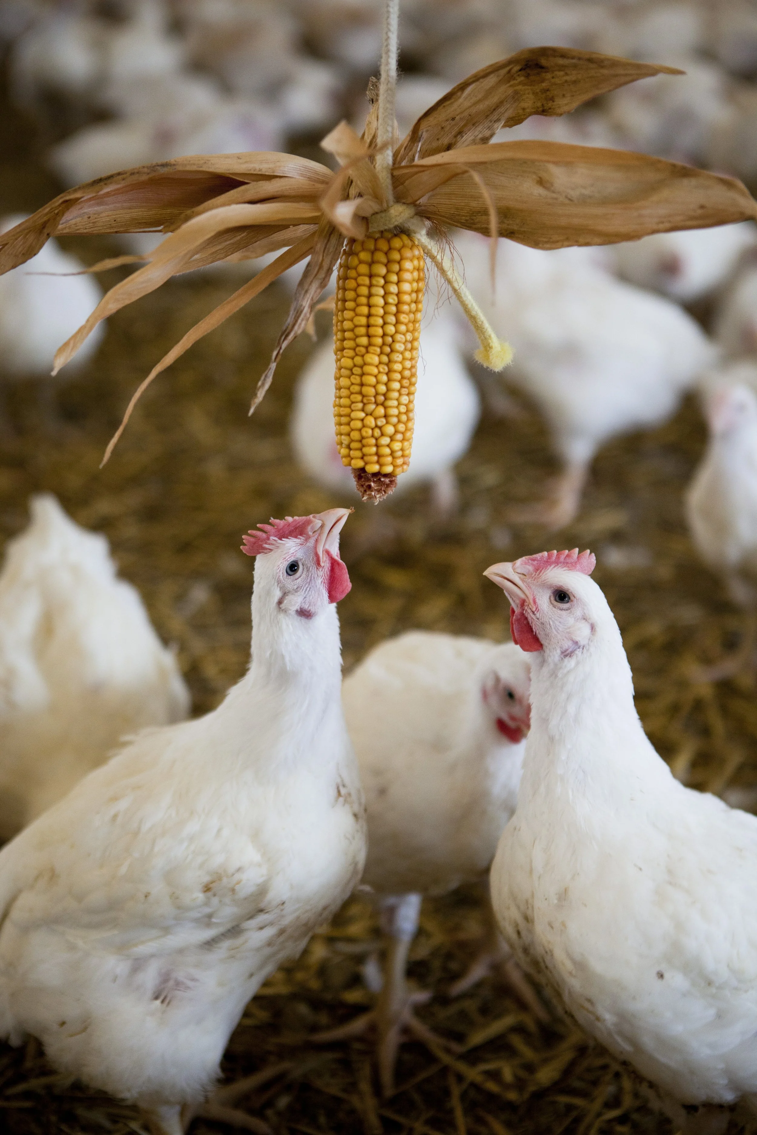 Group of white chickens with red combs standing on a farm floor with an ear of corn hanging from above.