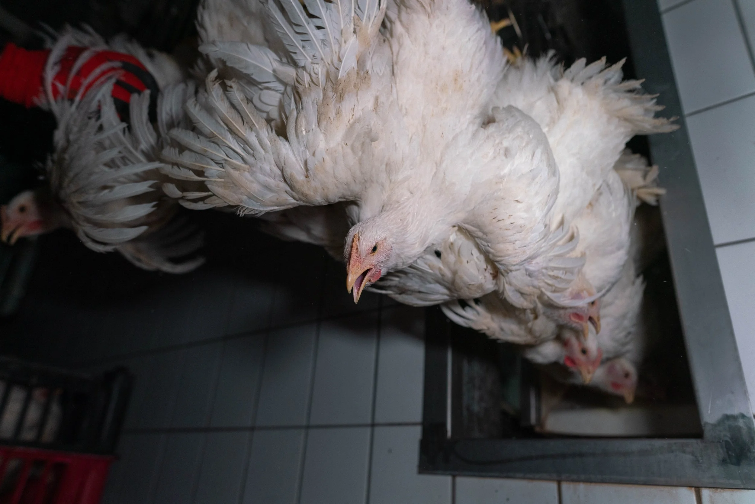 Meat chickens hanging from a shackle line inside a slaughter house, soon to be dipped into an electrified water bath for pre-slaughter stunning.