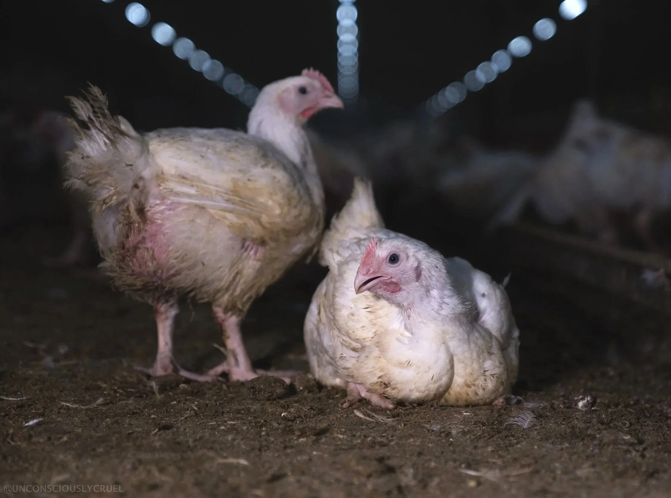 Two fast-growing chickens, one standing and one laying on the ground, in a dark chicken shed on an Australian commercial chicken meat farm.