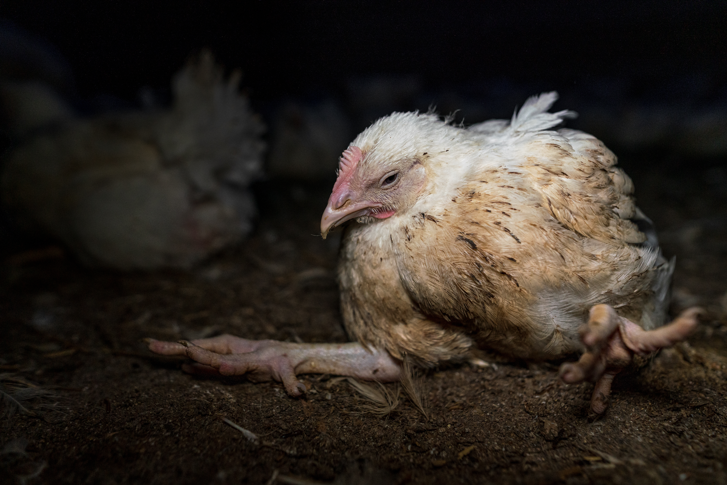 A fast-growing chicken lying on the ground with other chickens in the background, in a dark commercial chicken growing shed.