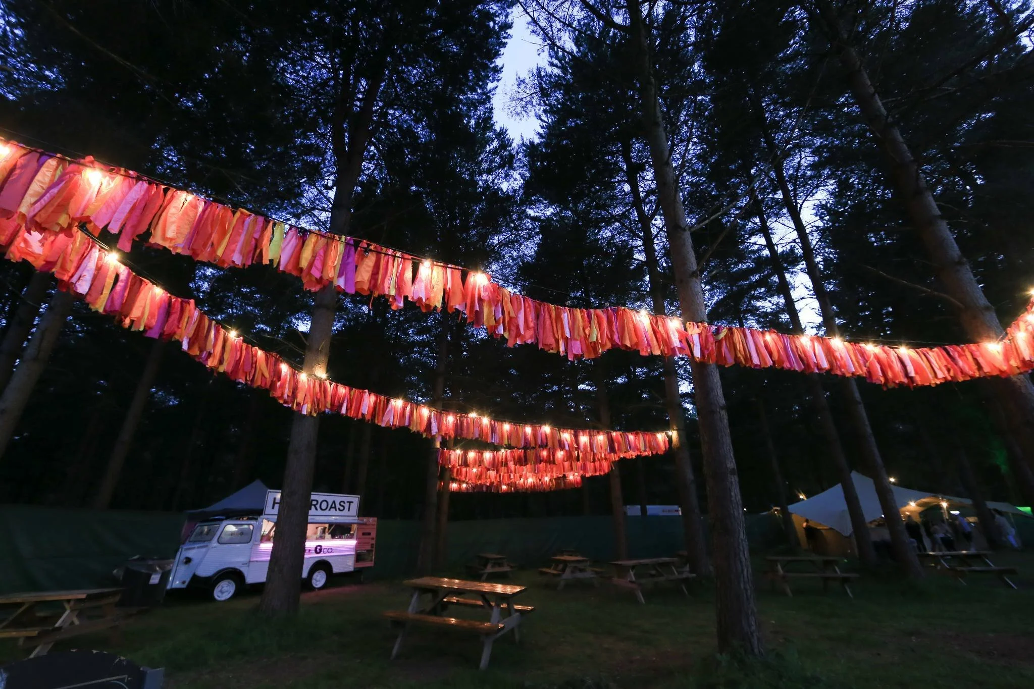 forest live2.jpg