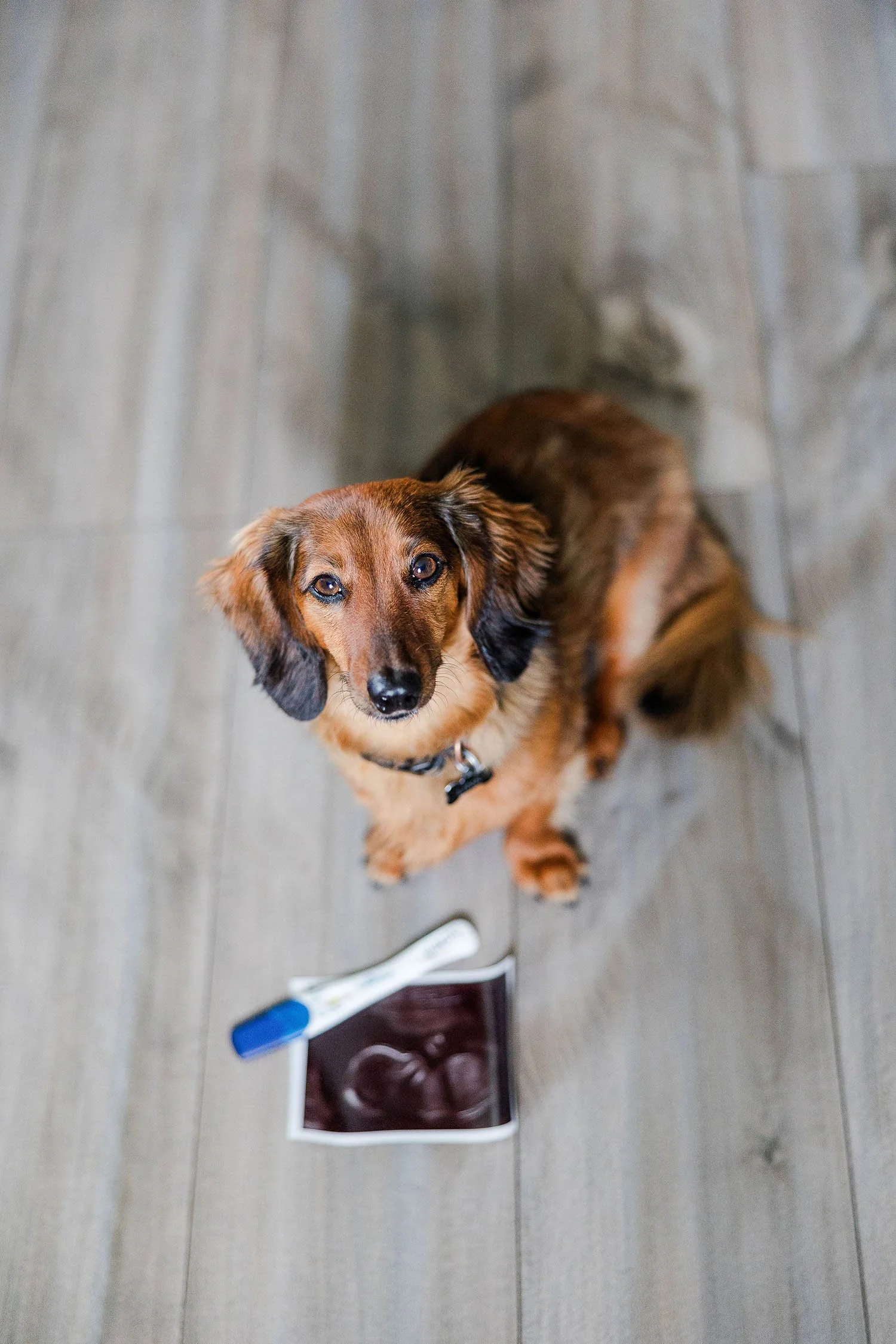 Dog-Maternity-Announcement-Florida-Amanda-Sheridan.jpg